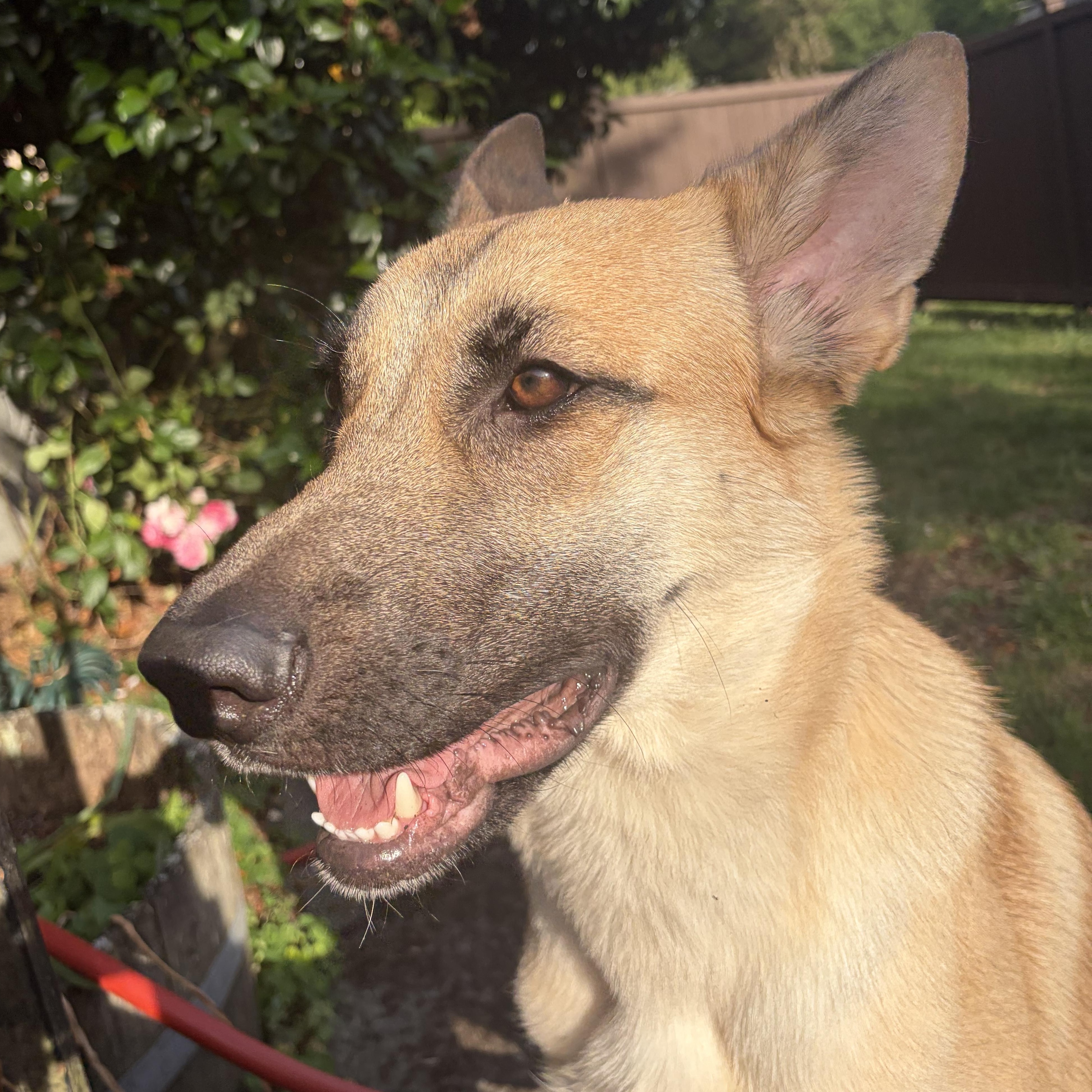 Sasha, an adopted mixed breed in Frazier Park, CA image 1/3