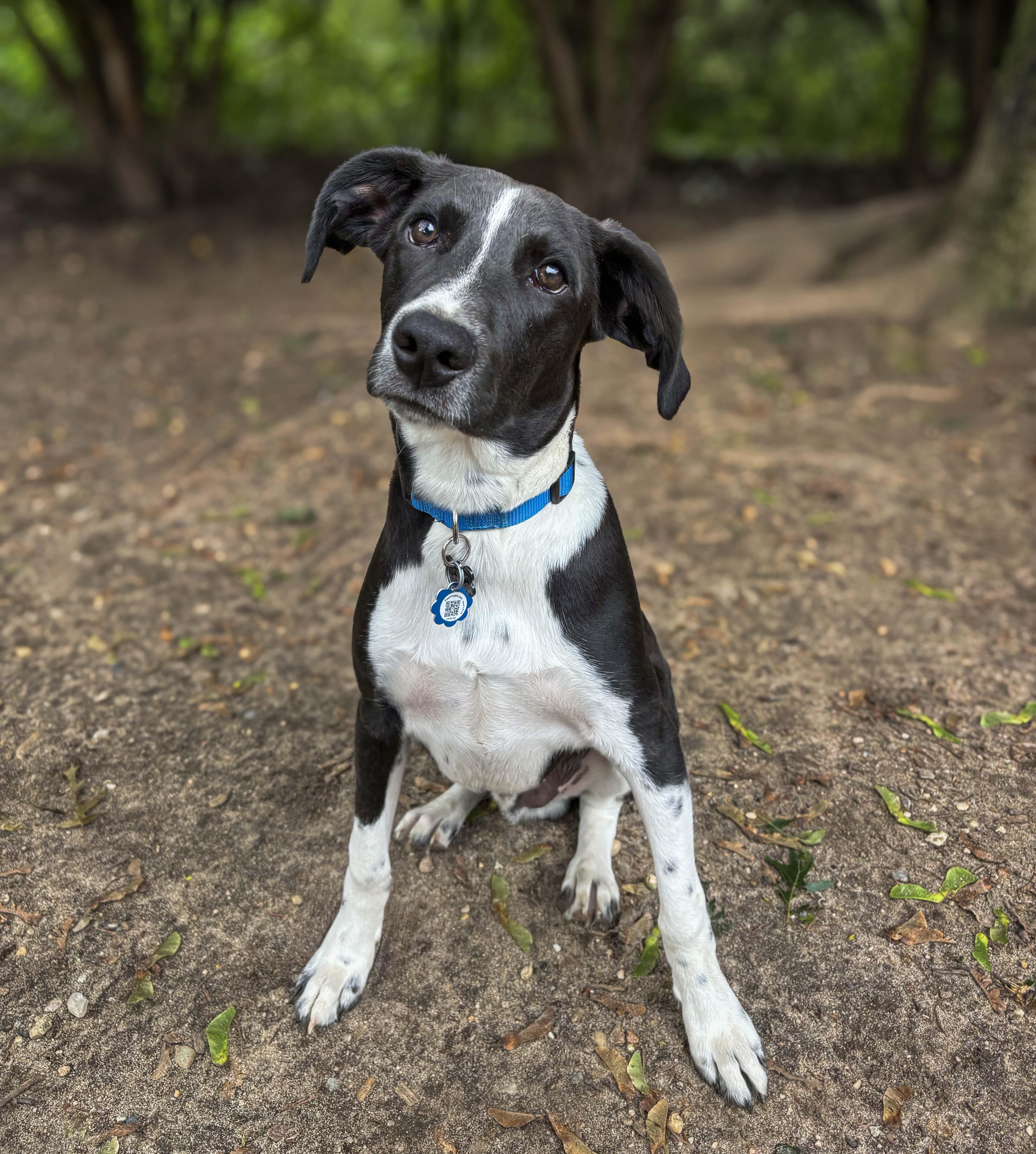 Jelly Bean, Adoptable, Young Male Border Collie.