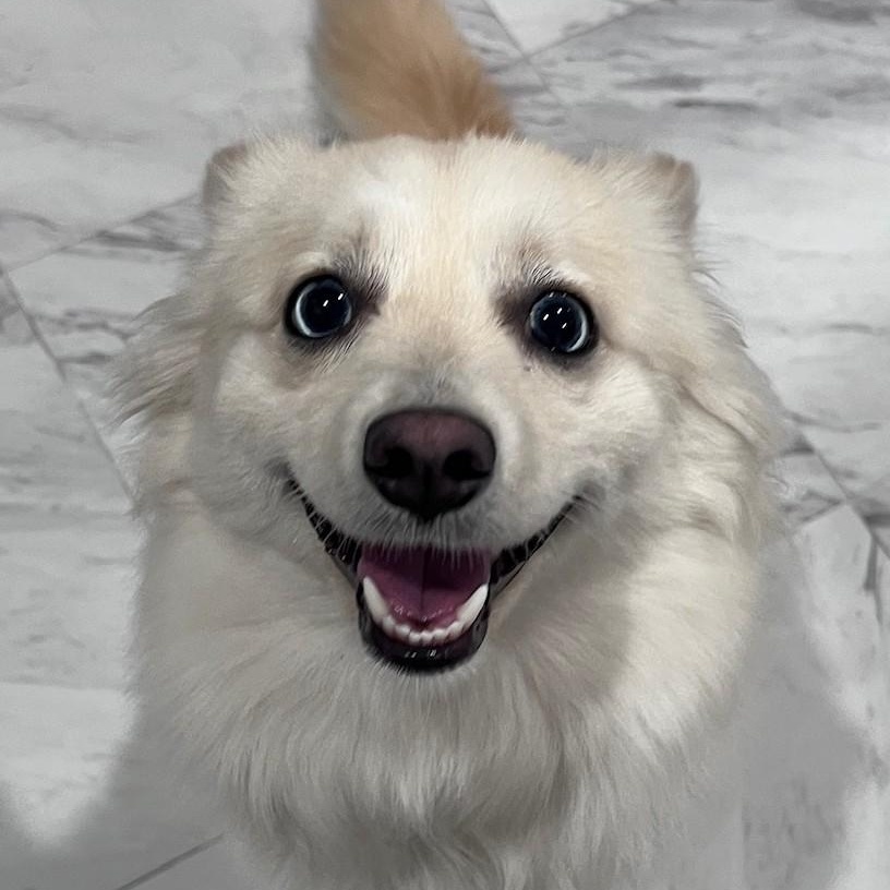 Enlarge Daisy, a Adopted mixed breed in Fremont, CA image 1/5