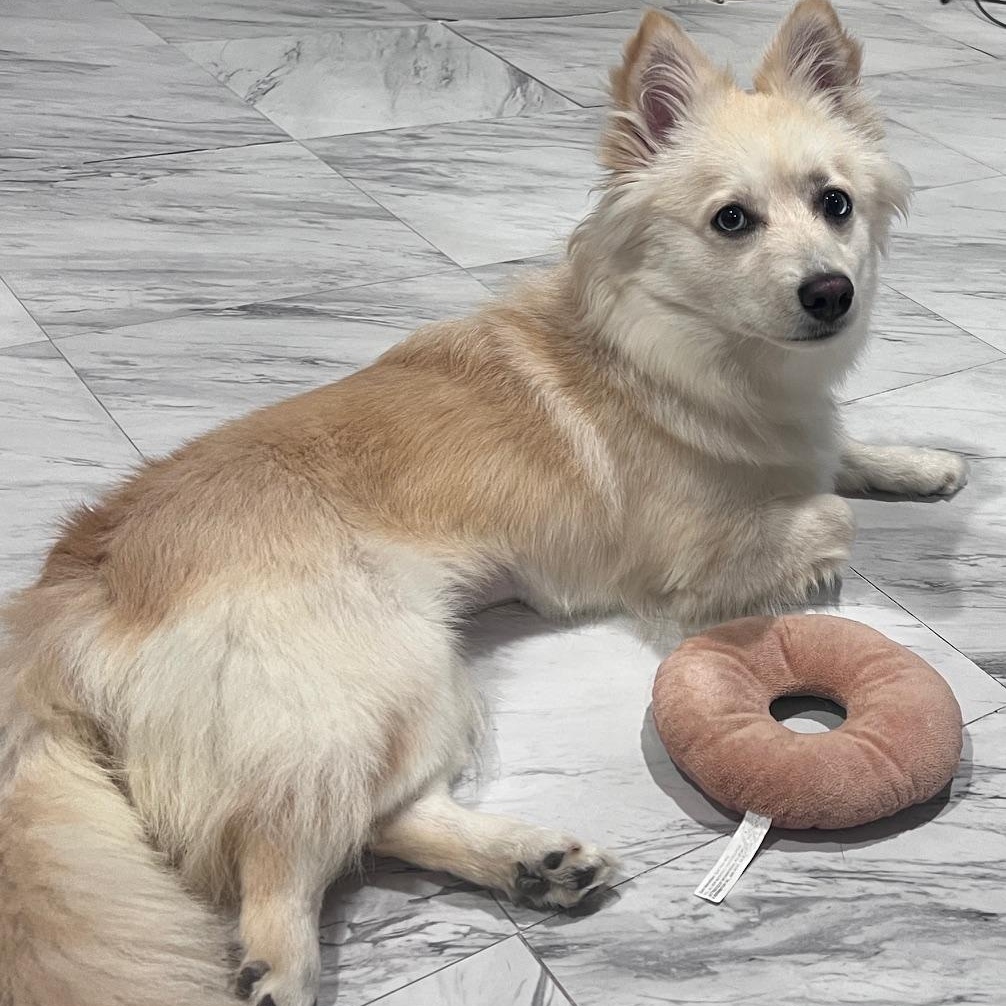 Enlarge Daisy, a Adopted mixed breed in Fremont, CA image 2/5