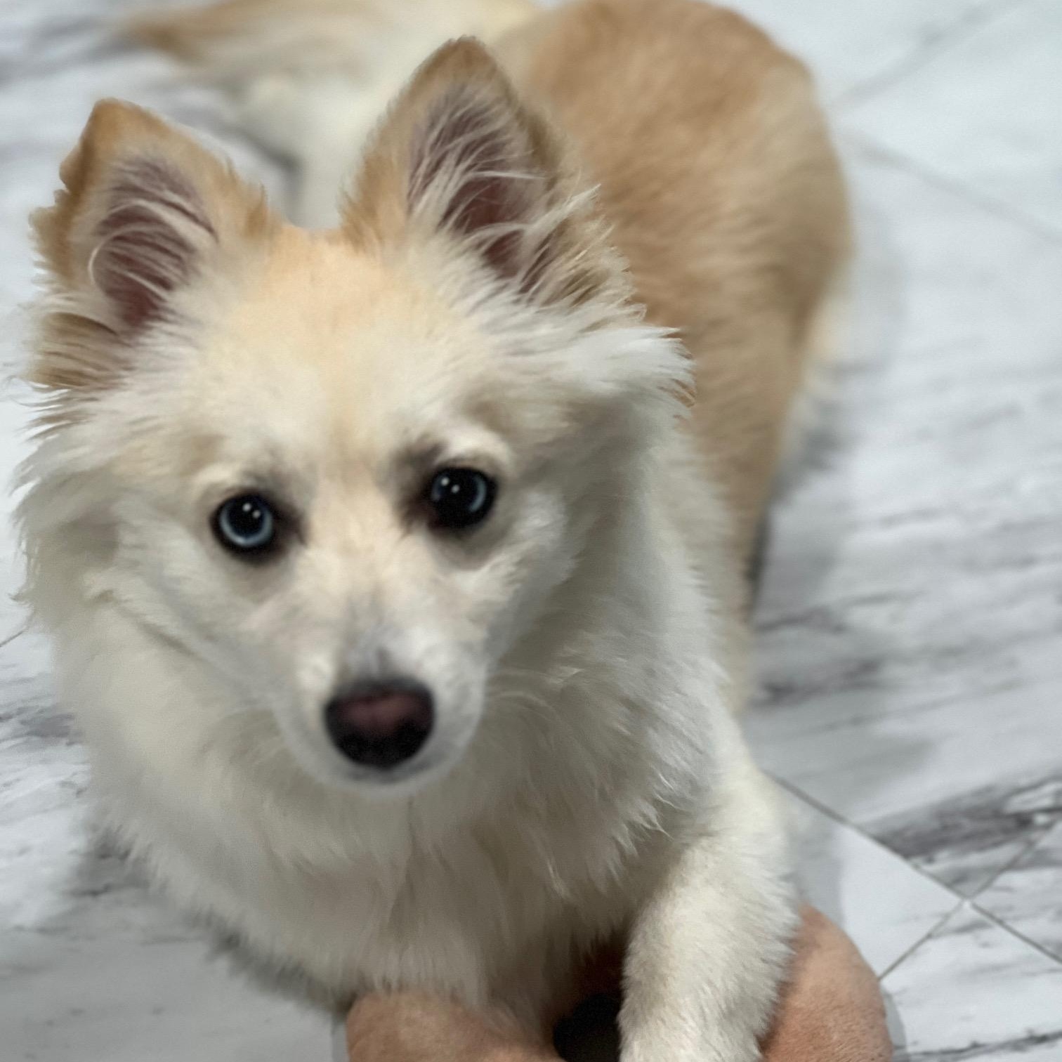 Enlarge Daisy, a Adopted mixed breed in Fremont, CA image 3/5