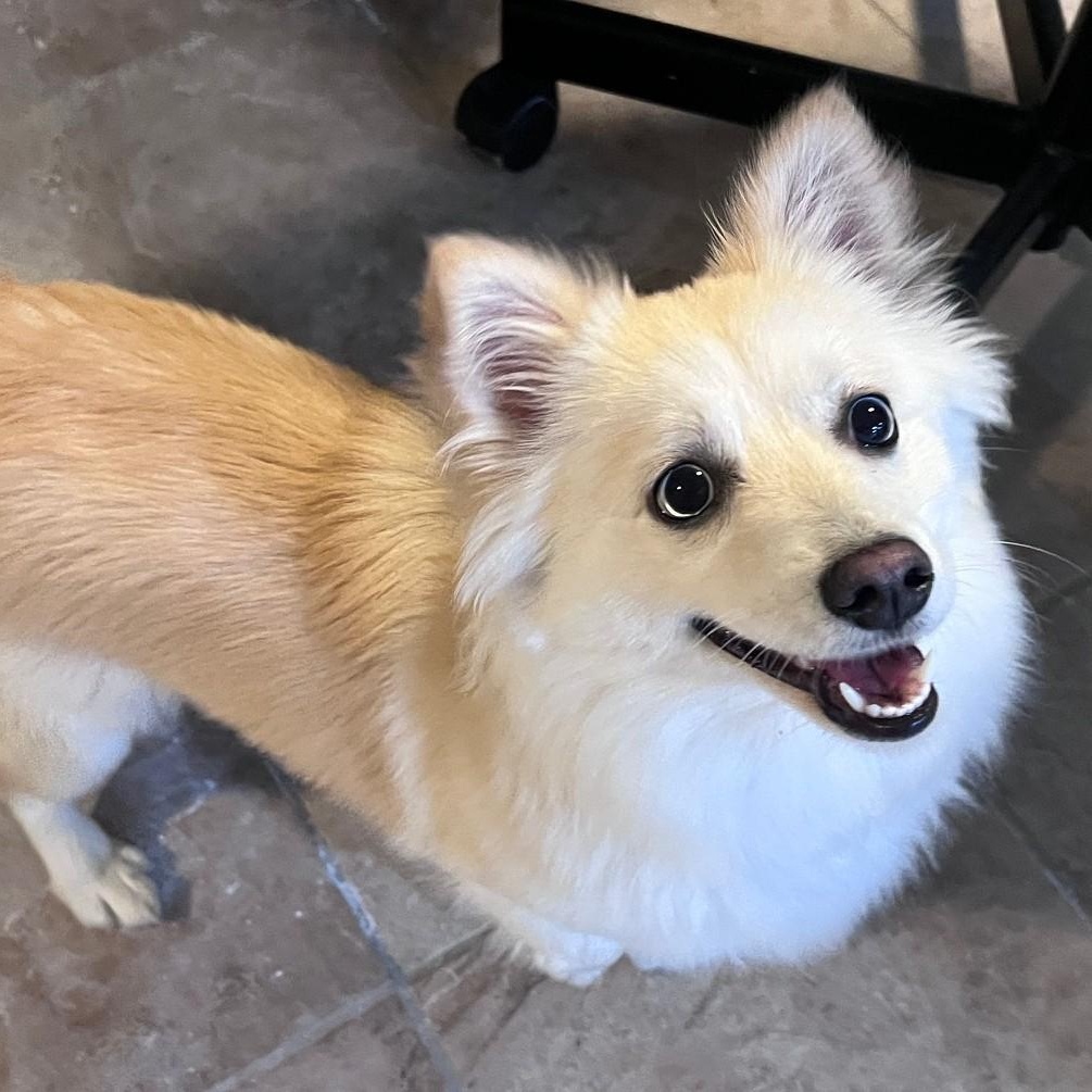 Enlarge Daisy, a Adopted mixed breed in Fremont, CA image 4/5