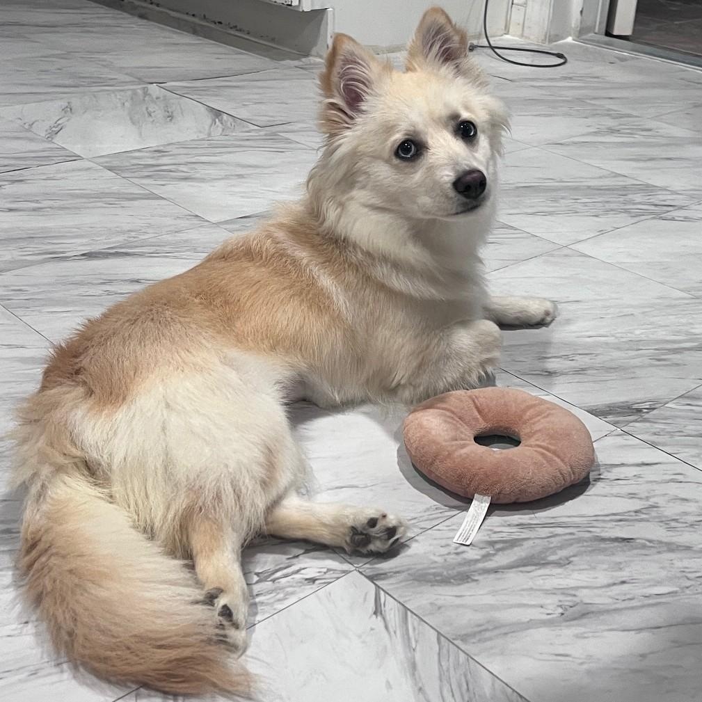 Enlarge Daisy, a Adopted mixed breed in Fremont, CA image 5/5