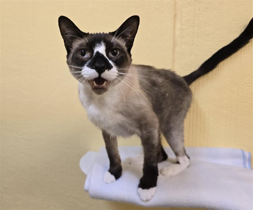 Splinter, an adoptable Domestic Short Hair in Juneau, AK, 99801 | Photo Image 1