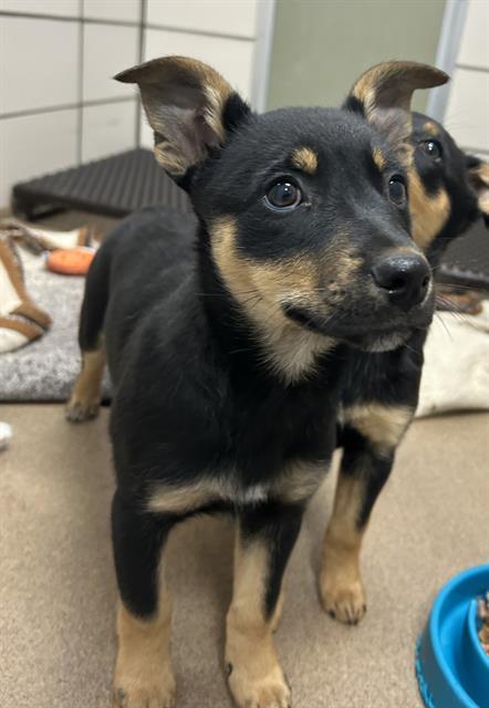 JODIE, Adoptable, Puppy Female German Shepherd Dog & Mixed Breed.