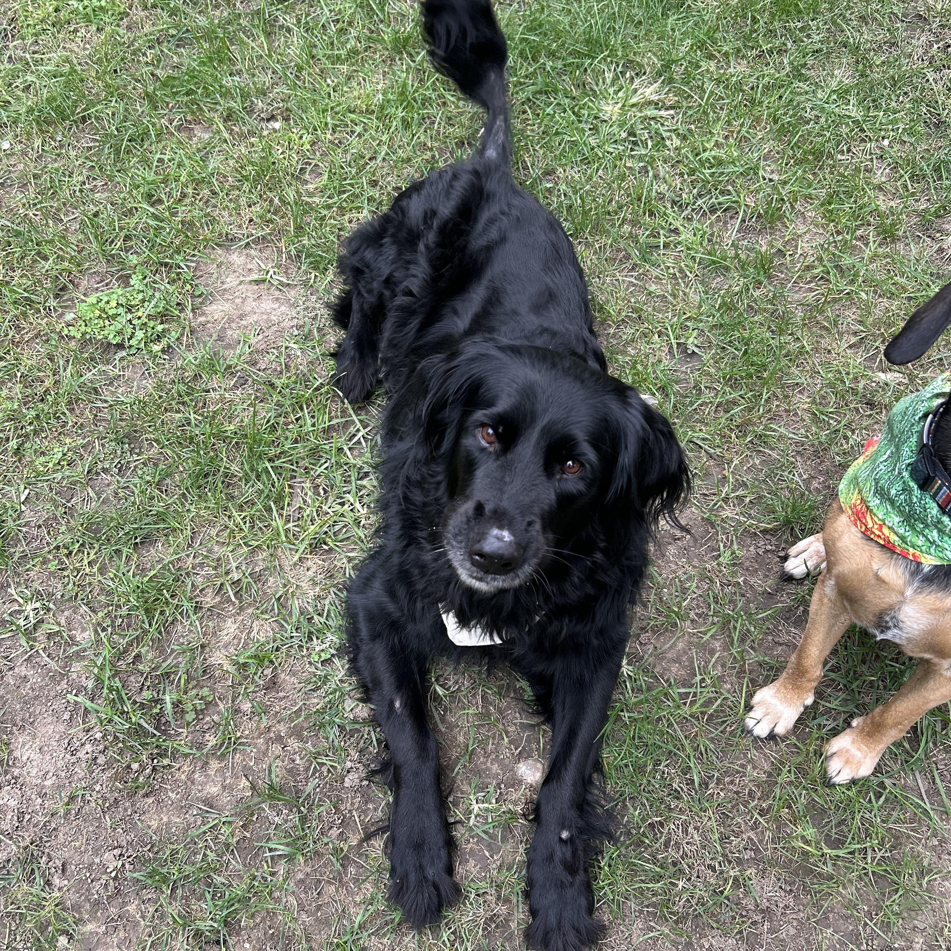 Mack, Adoptable, Senior Male Black Labrador Retriever & Flat-Coated Retriever.