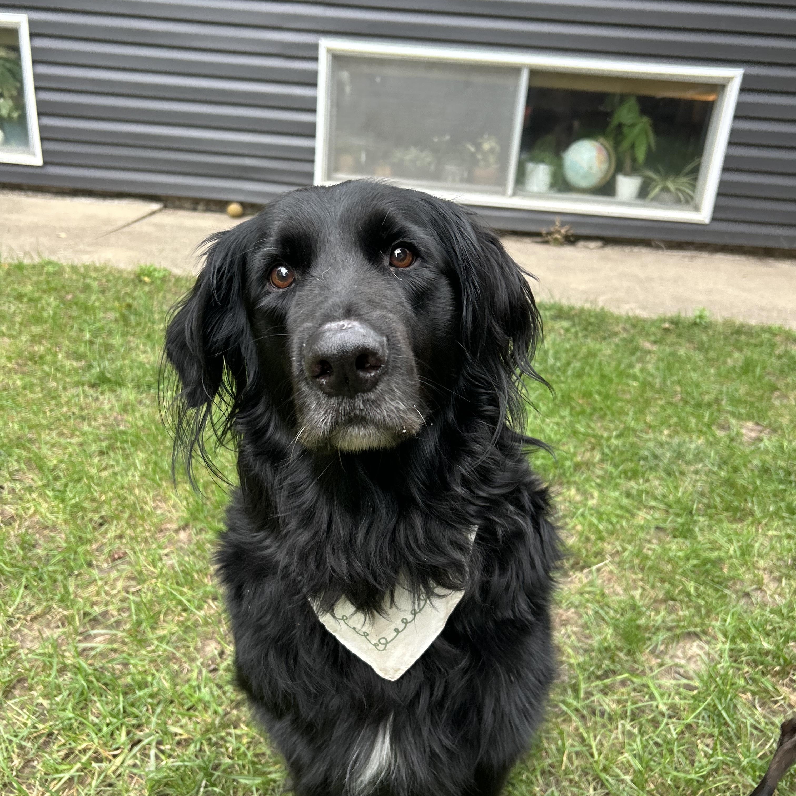 Enlarge Mack, a Adoptable mixed breed in Oswego, IL image 3/6