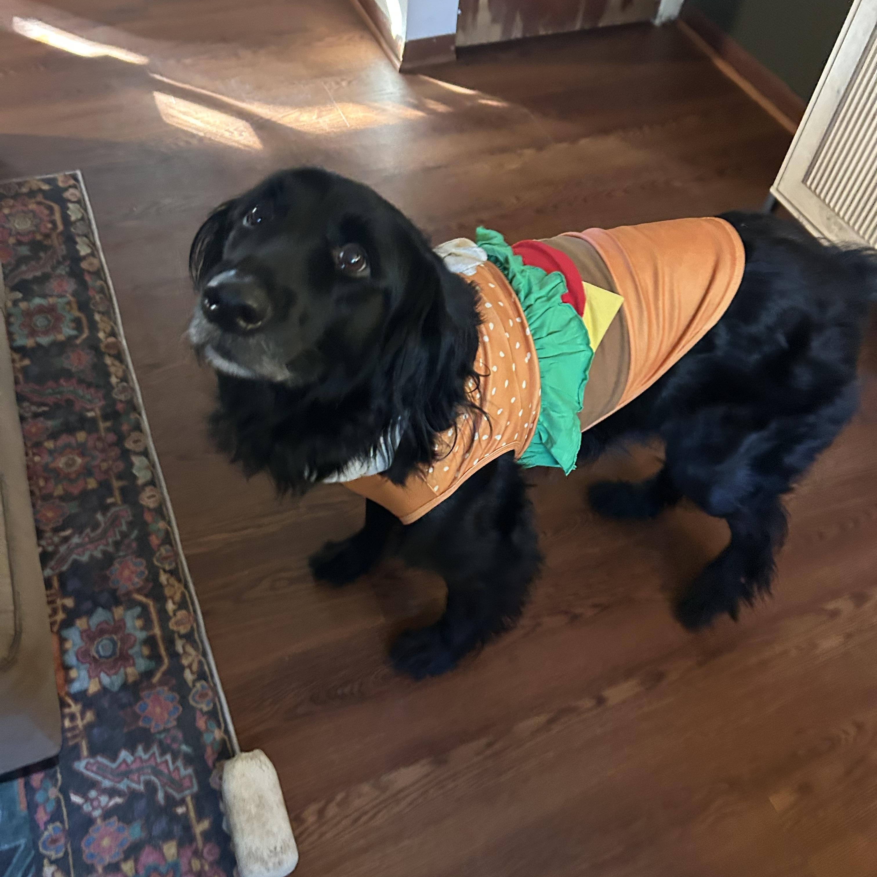 Enlarge Mack, a Adoptable mixed breed in Oswego, IL image 4/6