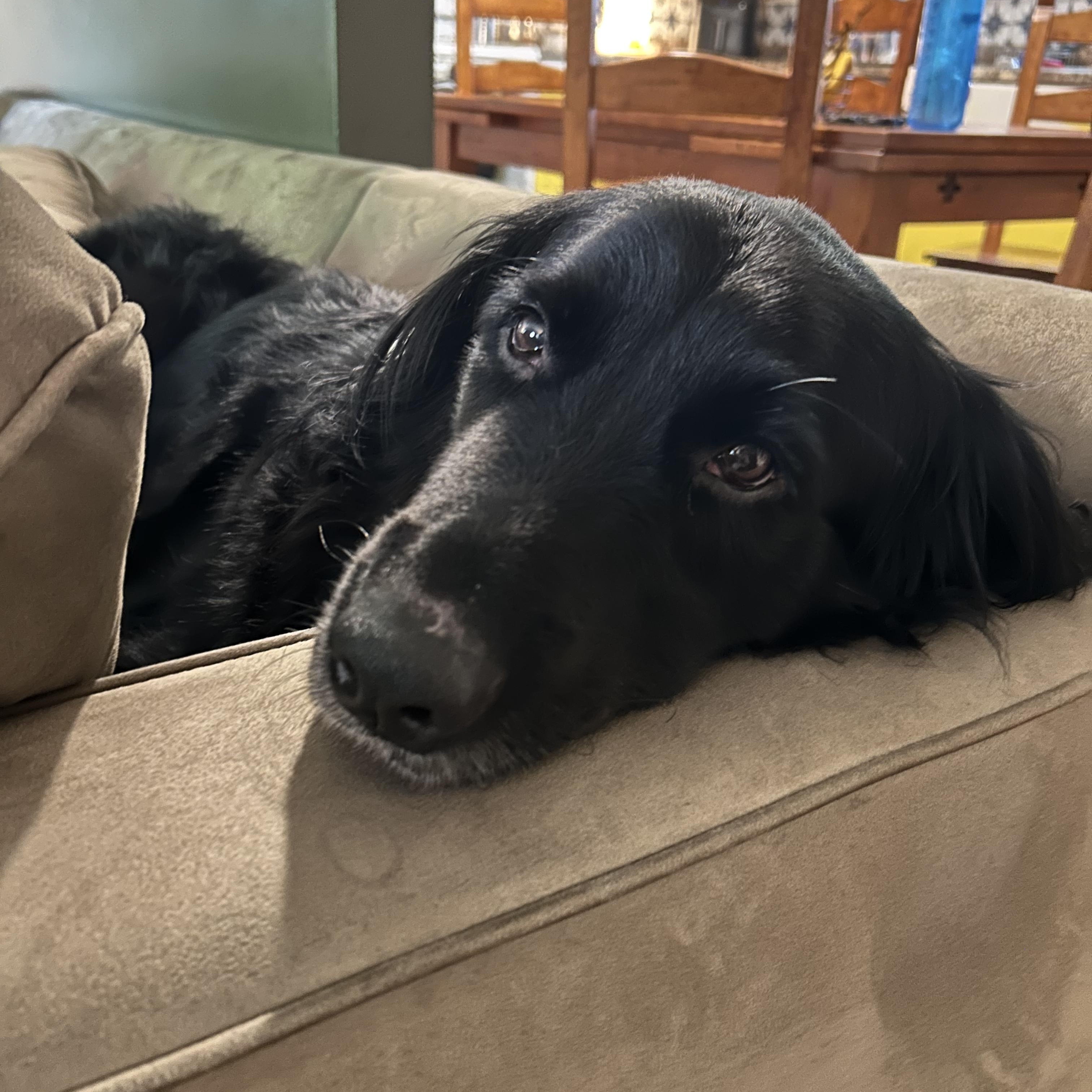 Enlarge Mack, a Adoptable mixed breed in Oswego, IL image 2/6