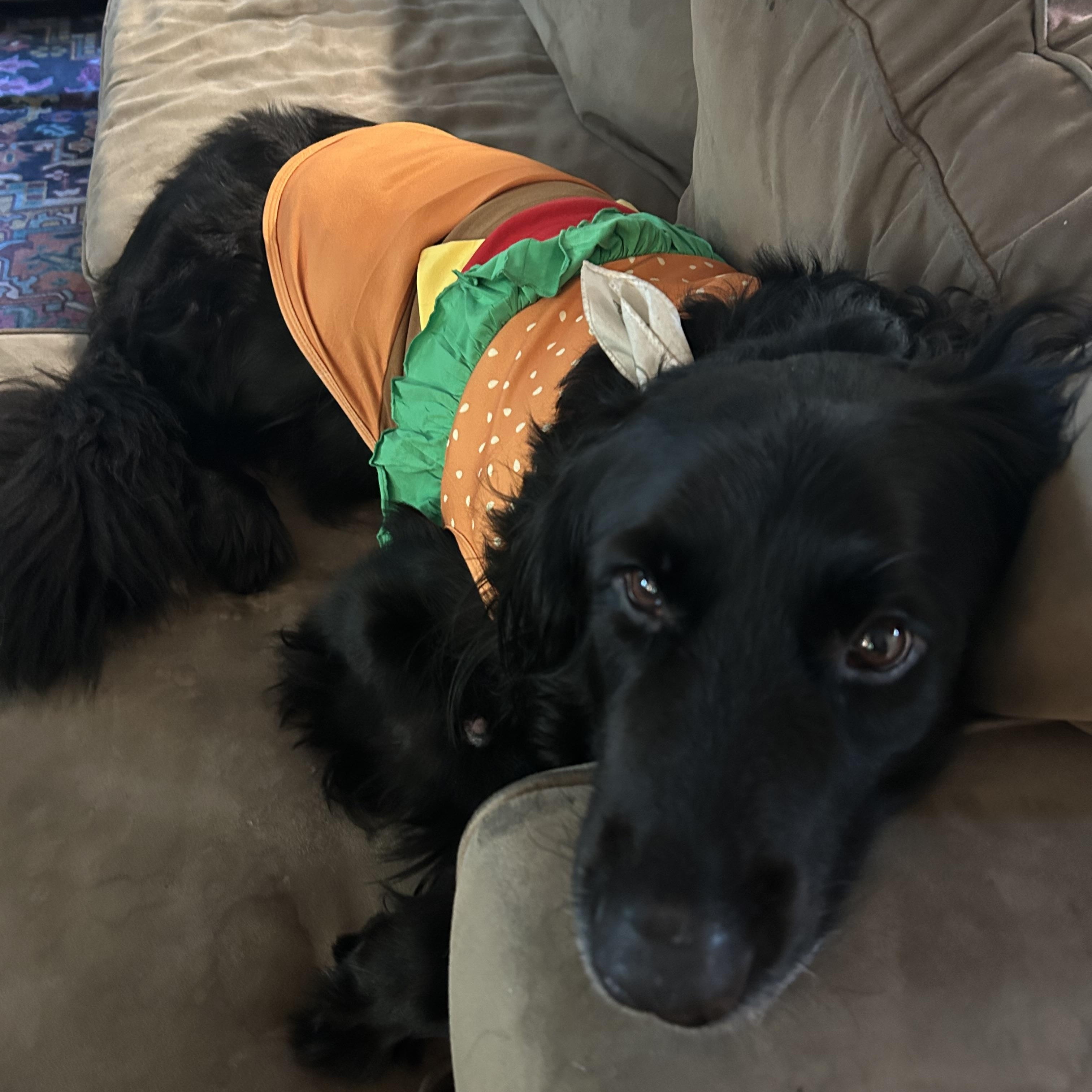 Enlarge Mack, a Adoptable mixed breed in Oswego, IL image 6/6