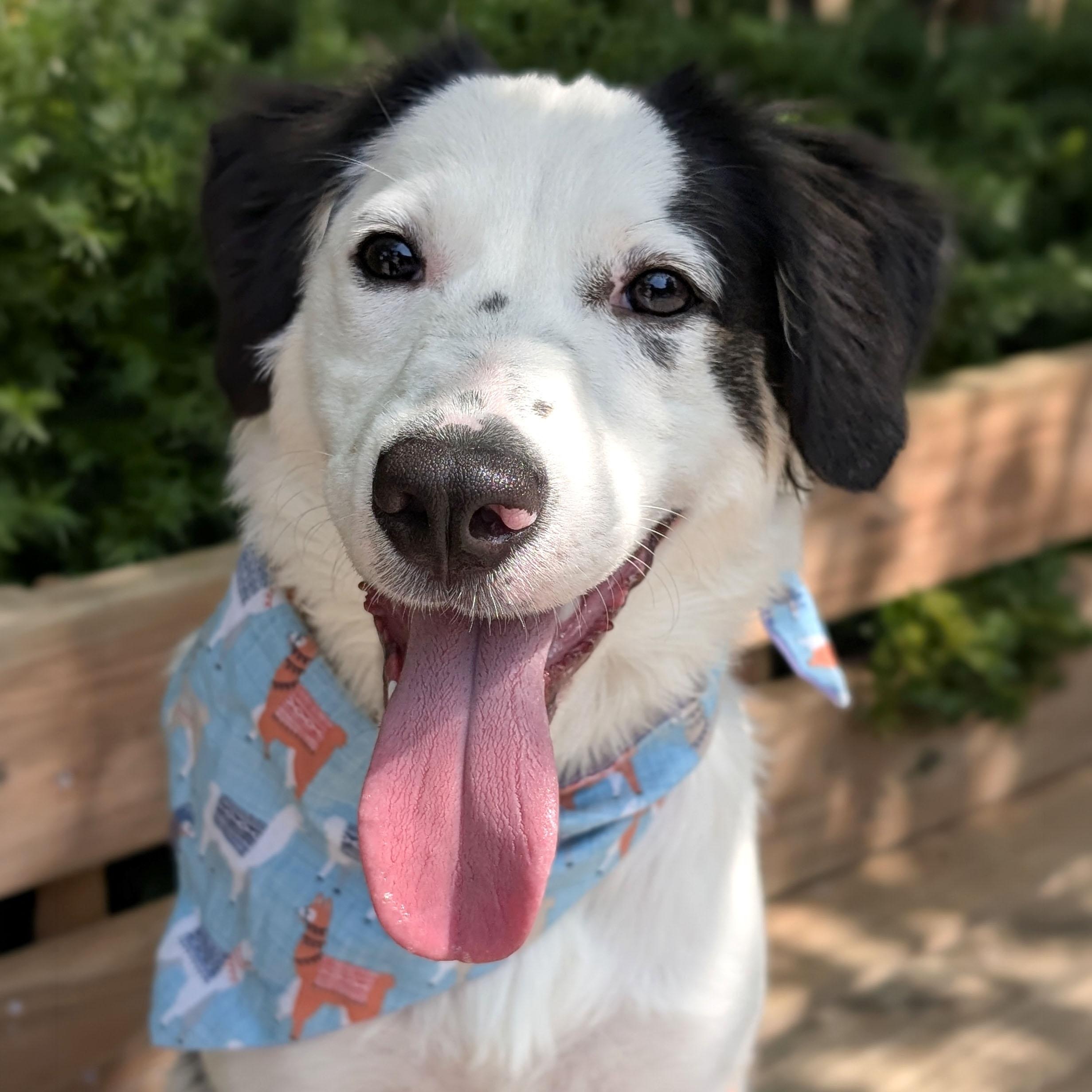 Enlarge Knicknack, a Adopted Mixed Breed in House Springs, MO image 1/2