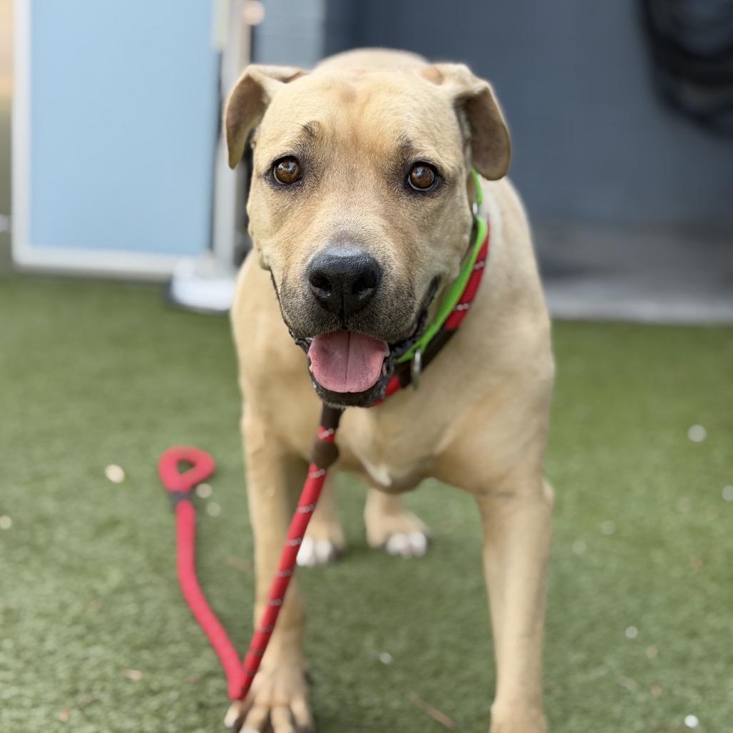 Nyla, Adoptable, Senior Female Pit Bull Terrier & Bullmastiff.