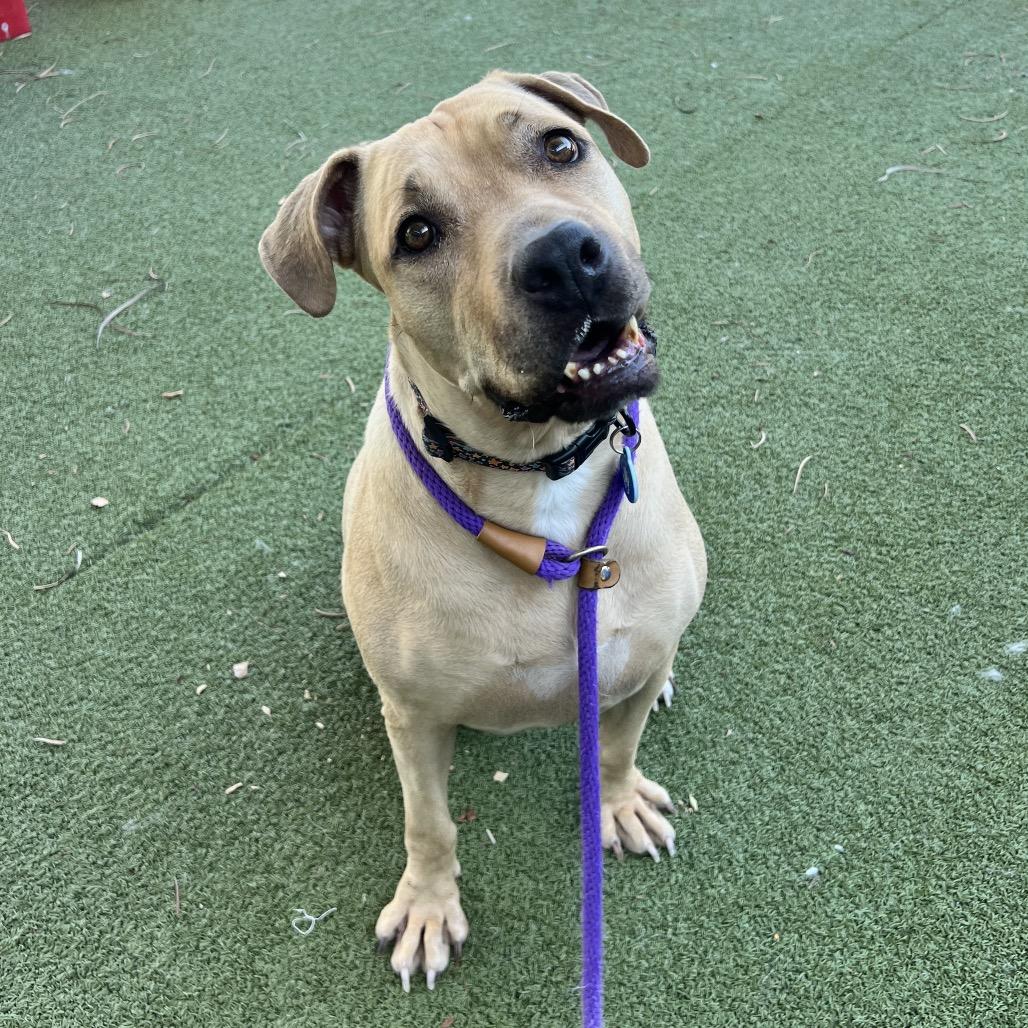 Nyla, a Adoptable mixed breed in Apache Junction, AZ image 2/6