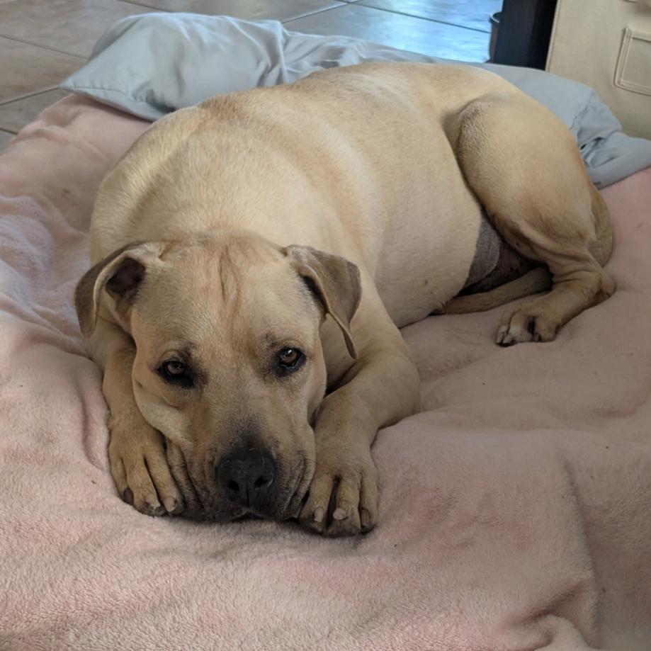 Nyla, a Adoptable mixed breed in Apache Junction, AZ image 3/6