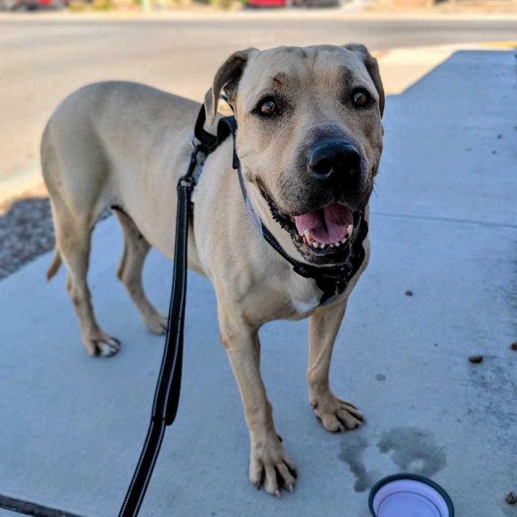 Nyla, a Adoptable mixed breed in Apache Junction, AZ image 5/6