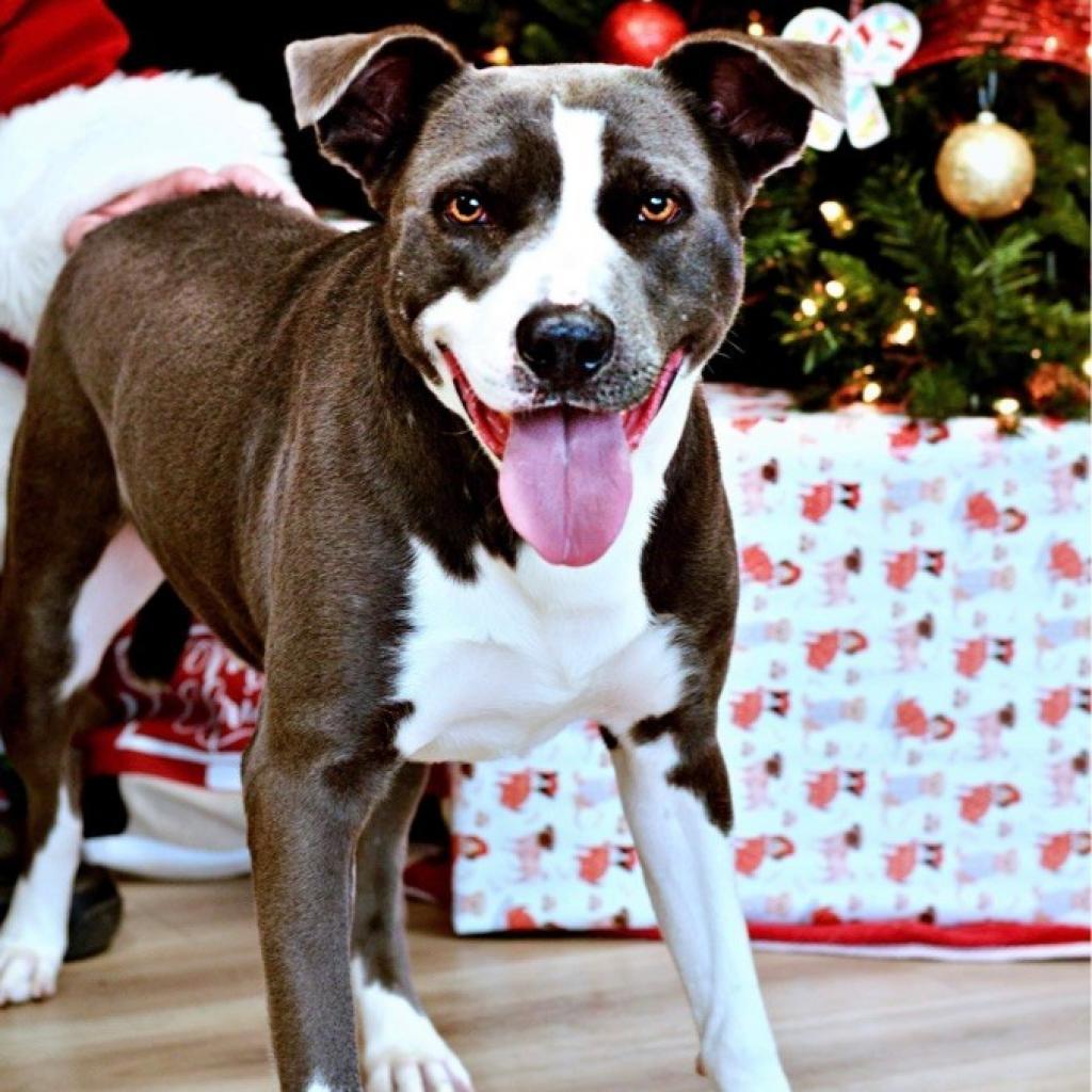 Enlarge Parker, a Adoptable mixed breed in Hackett, AR image 1/6