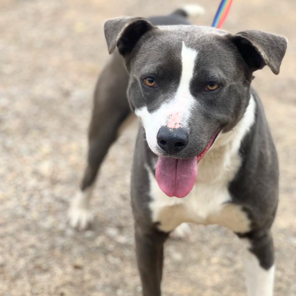 Enlarge Parker, a Adoptable mixed breed in Hackett, AR image 2/6