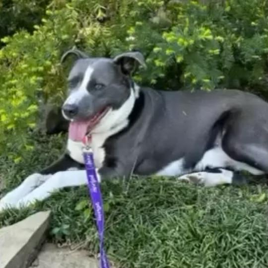 Enlarge Parker, a Adoptable mixed breed in Hackett, AR image 3/6