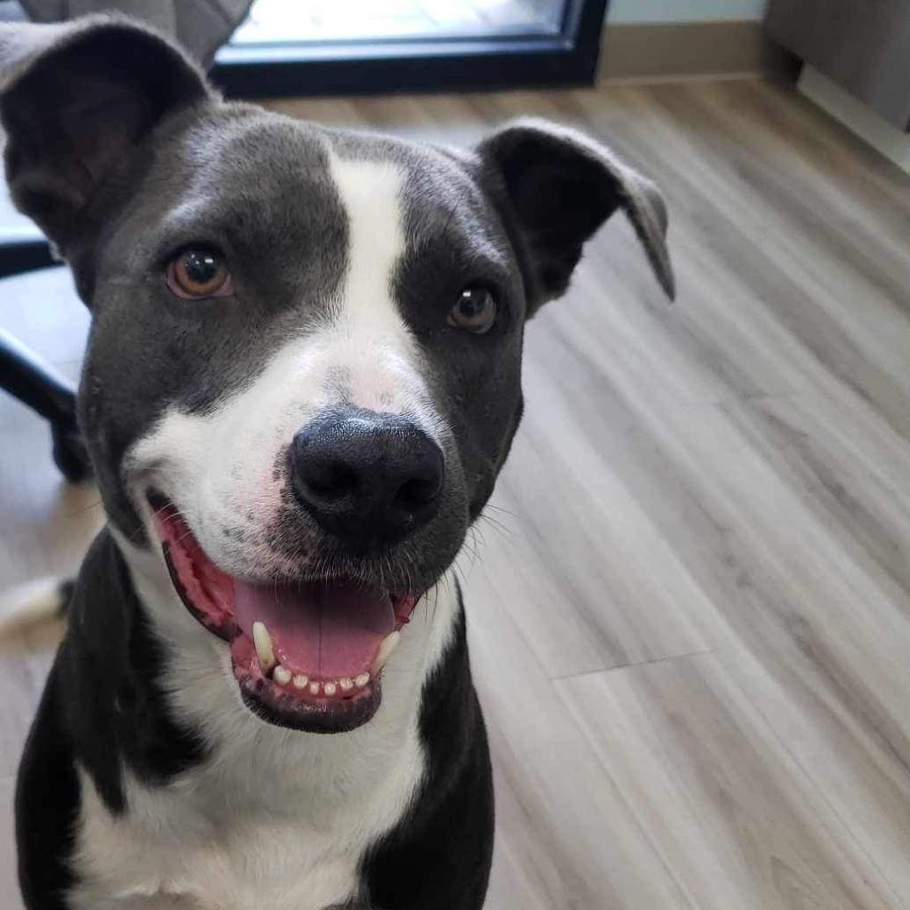 Enlarge Parker, a Adoptable mixed breed in Hackett, AR image 4/6