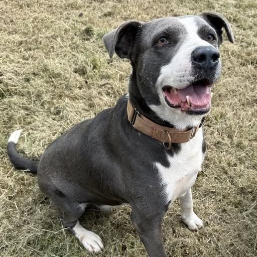 Enlarge Parker, a Adoptable mixed breed in Hackett, AR image 5/6