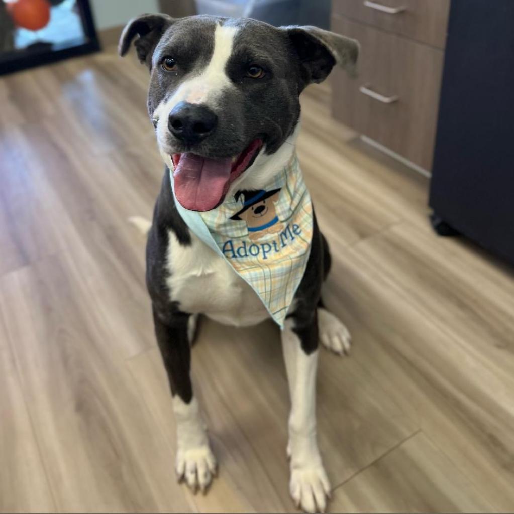 Enlarge Parker, a Adoptable mixed breed in Hackett, AR image 6/6