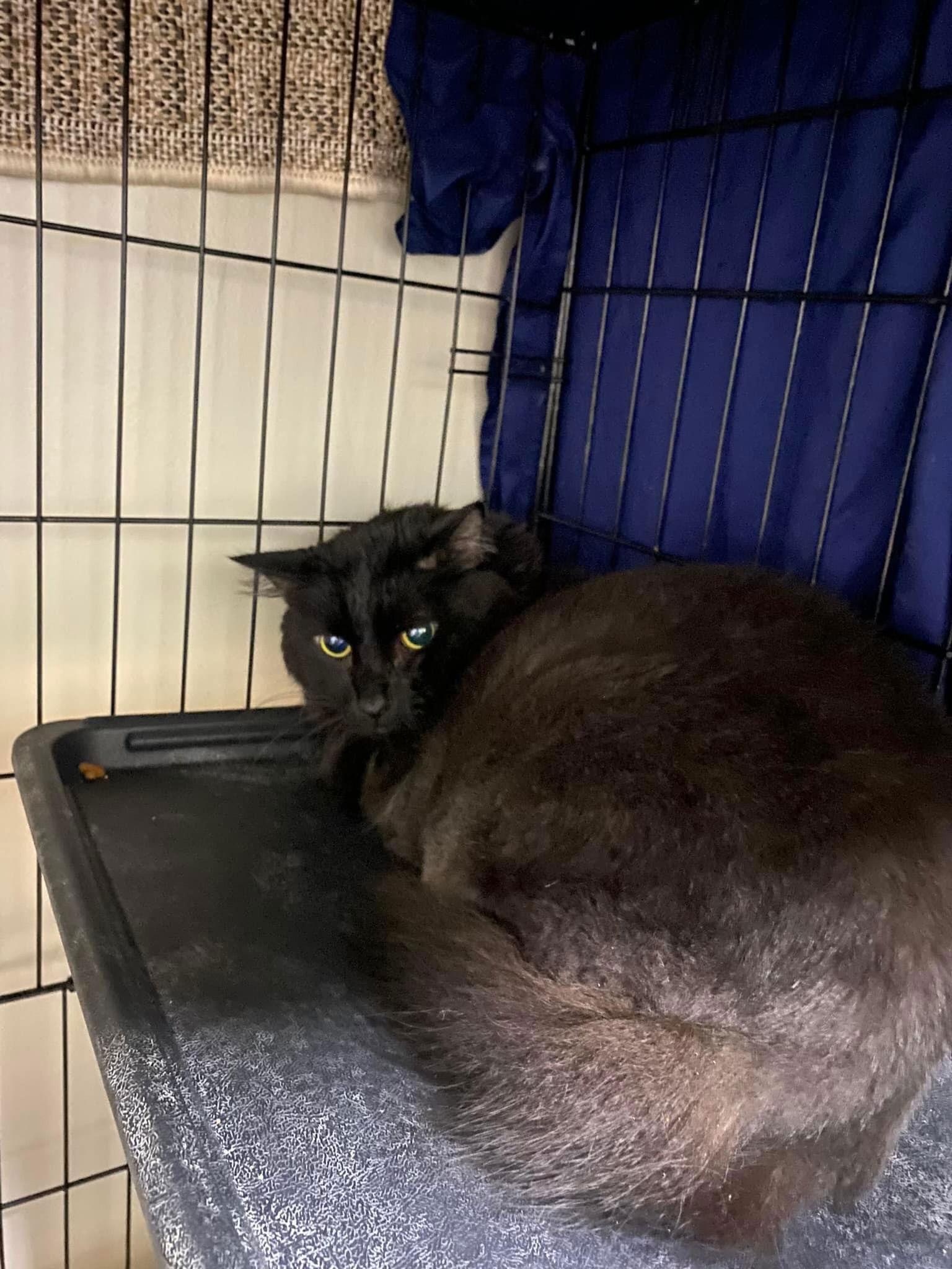 Enlarge Spirit, a Adoptable Domestic Long Hair in Lake Saint Louis, MO image 1/1