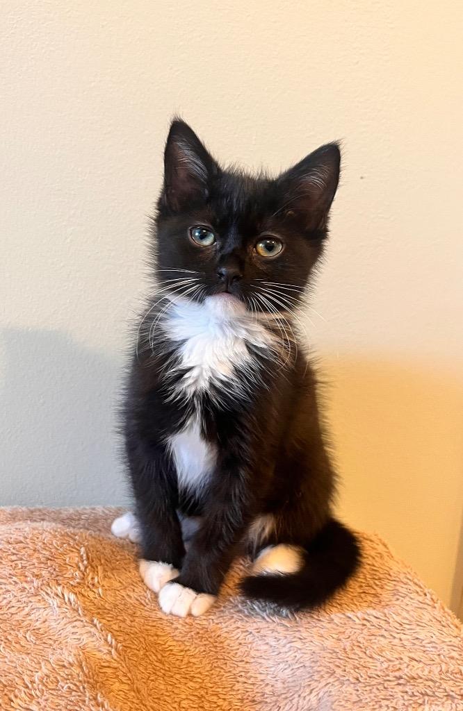 Sorena, Adoptable, Kitten Female Domestic Short Hair.