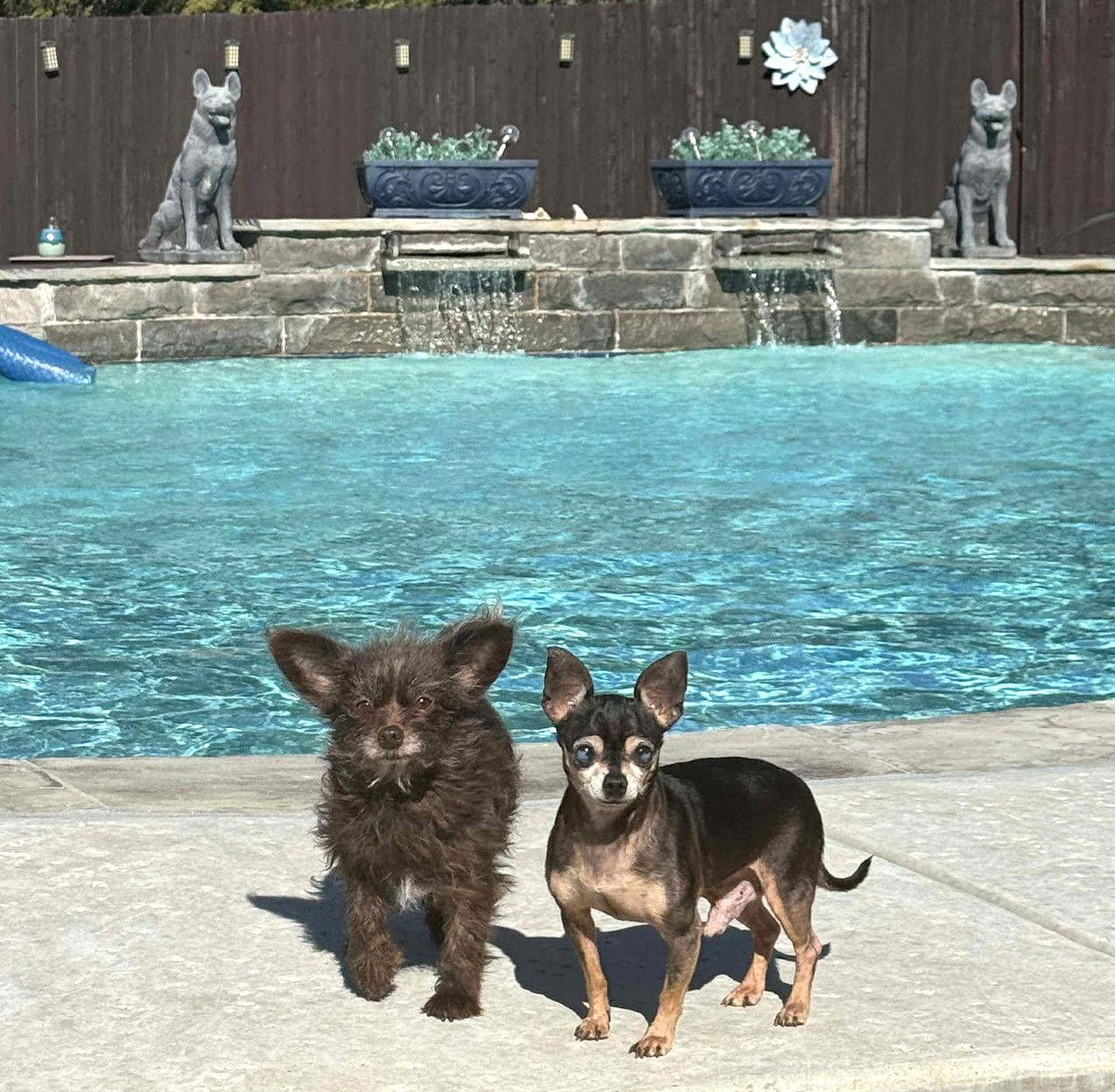 Enlarge Pennywise TX, a Adoptable Terrier in Boonton, NJ image 1/3