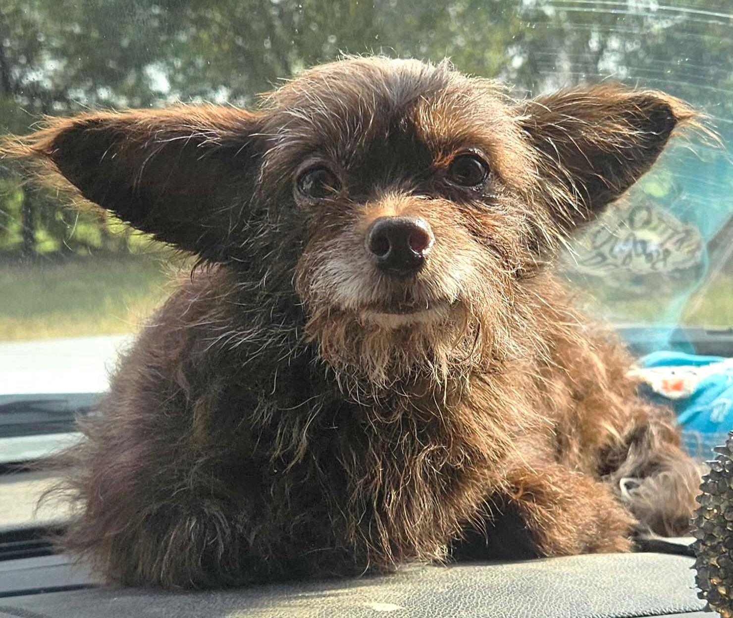 Enlarge Pennywise TX, a Adoptable Terrier in Boonton, NJ image 2/3