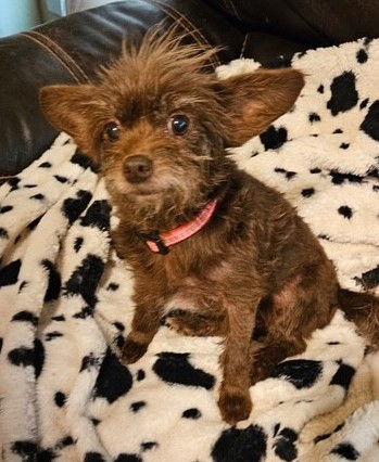 Enlarge Pennywise TX, a Adoptable Terrier in Boonton, NJ image 3/3