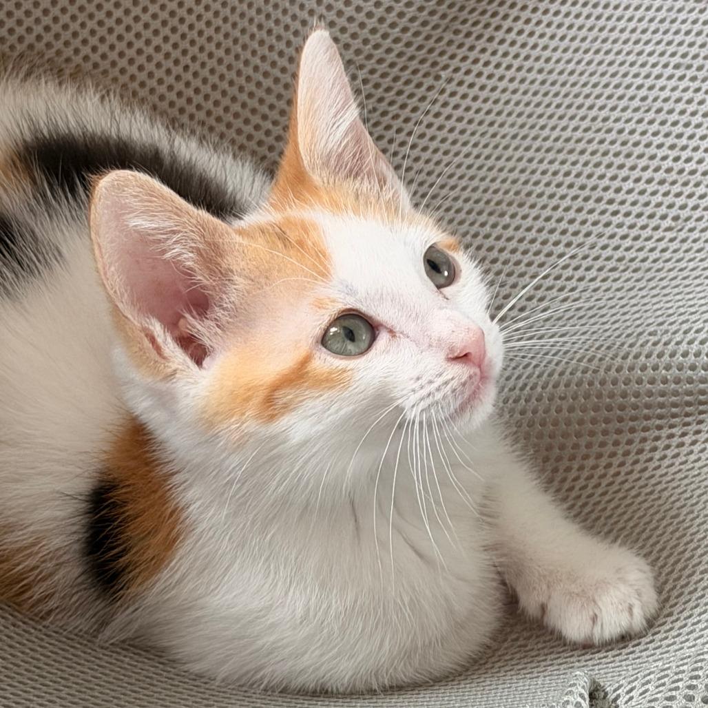 Enlarge Olive, a Adoptable Domestic Short Hair in Jupiter, FL image 1/6