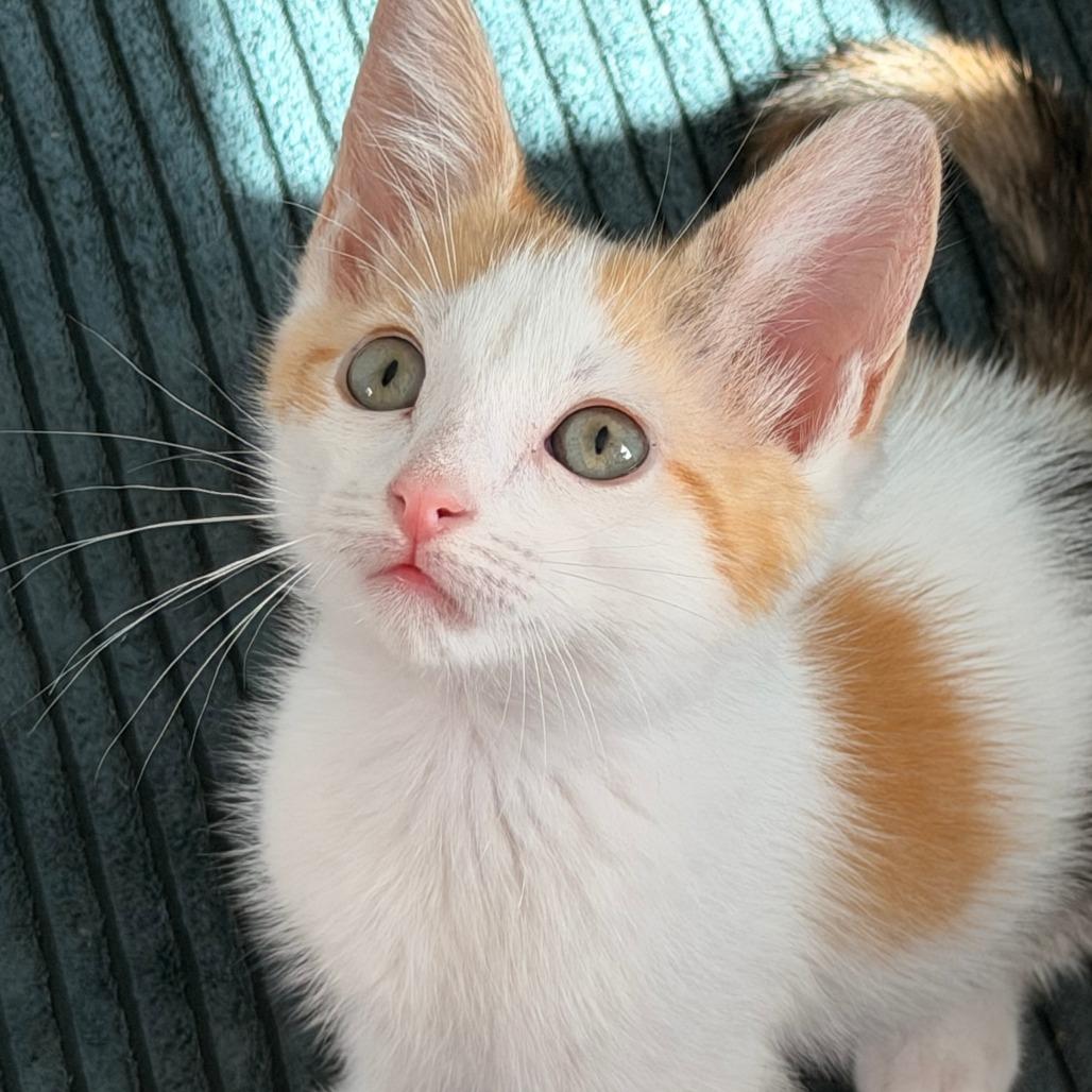 Enlarge Olive, a Adoptable Domestic Short Hair in Jupiter, FL image 2/6
