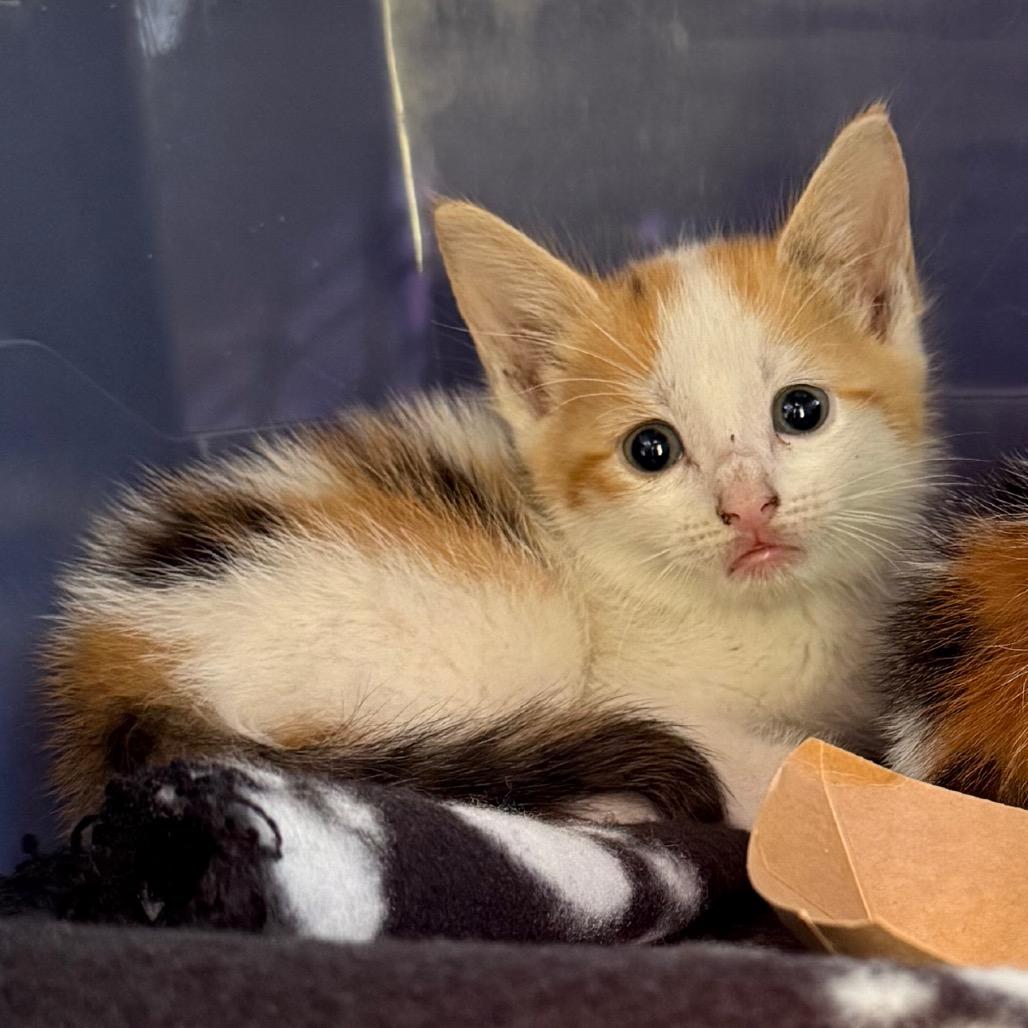 Enlarge Olive, a Adoptable Domestic Short Hair in Jupiter, FL image 3/6