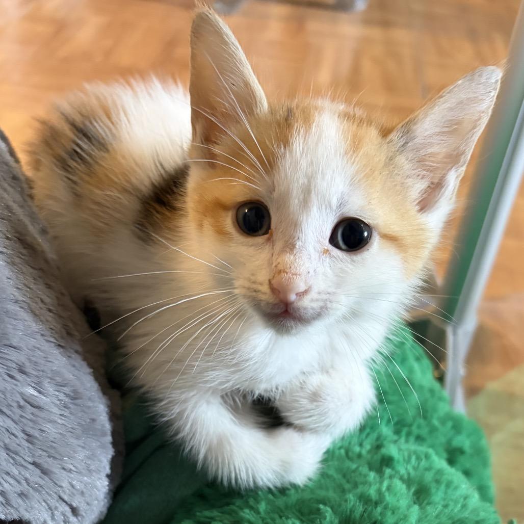 Enlarge Olive, a Adoptable Domestic Short Hair in Jupiter, FL image 4/6