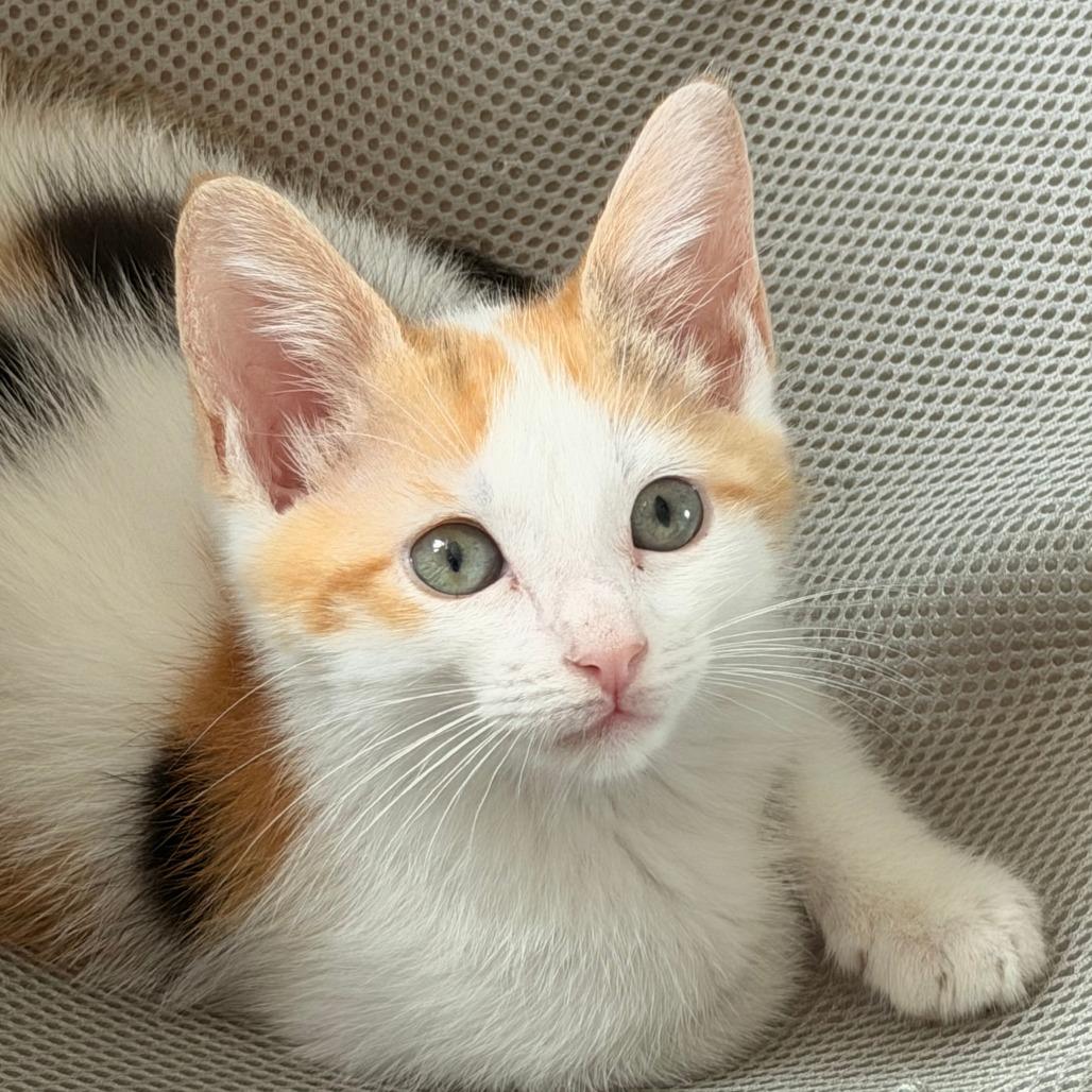 Enlarge Olive, a Adoptable Domestic Short Hair in Jupiter, FL image 5/6