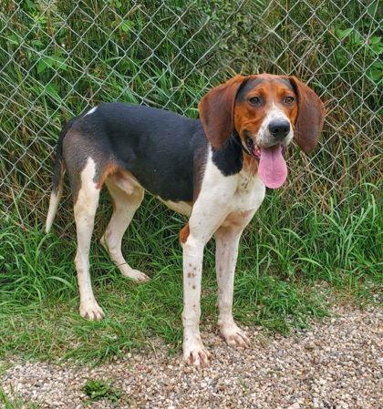 Beau Dacious (6792), Adoptable, Adult Male Treeing Walker Coonhound.