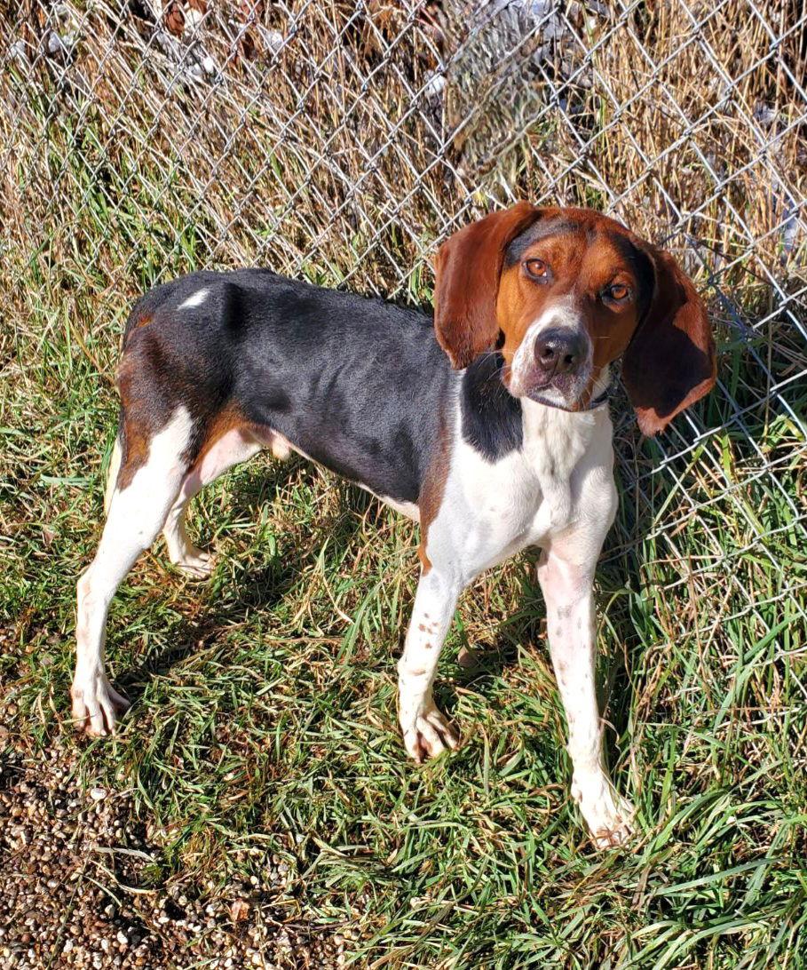 Beau Dacious (6792), a Adopted Treeing Walker Coonhound in Lake City, MI image 2/2