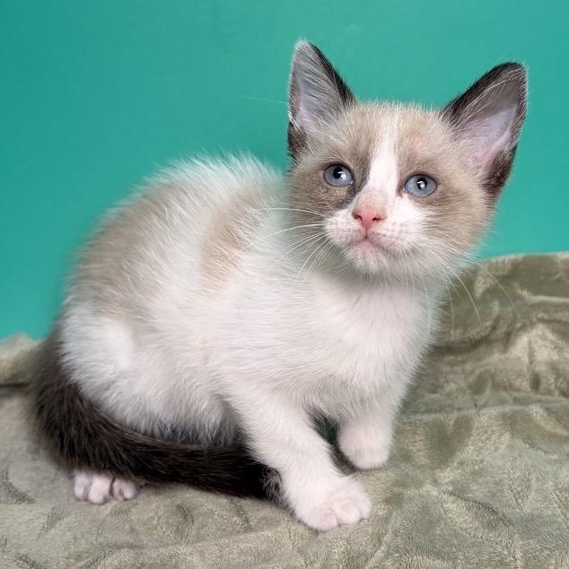 Enlarge Curly, a Adoptable mixed breed in San Antonio, TX image 6/6