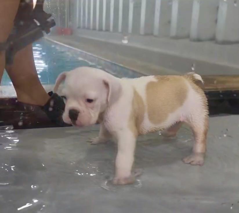 Enlarge Morgan, an adopted English Bulldog in Corona Del Mar, CA image 3/5