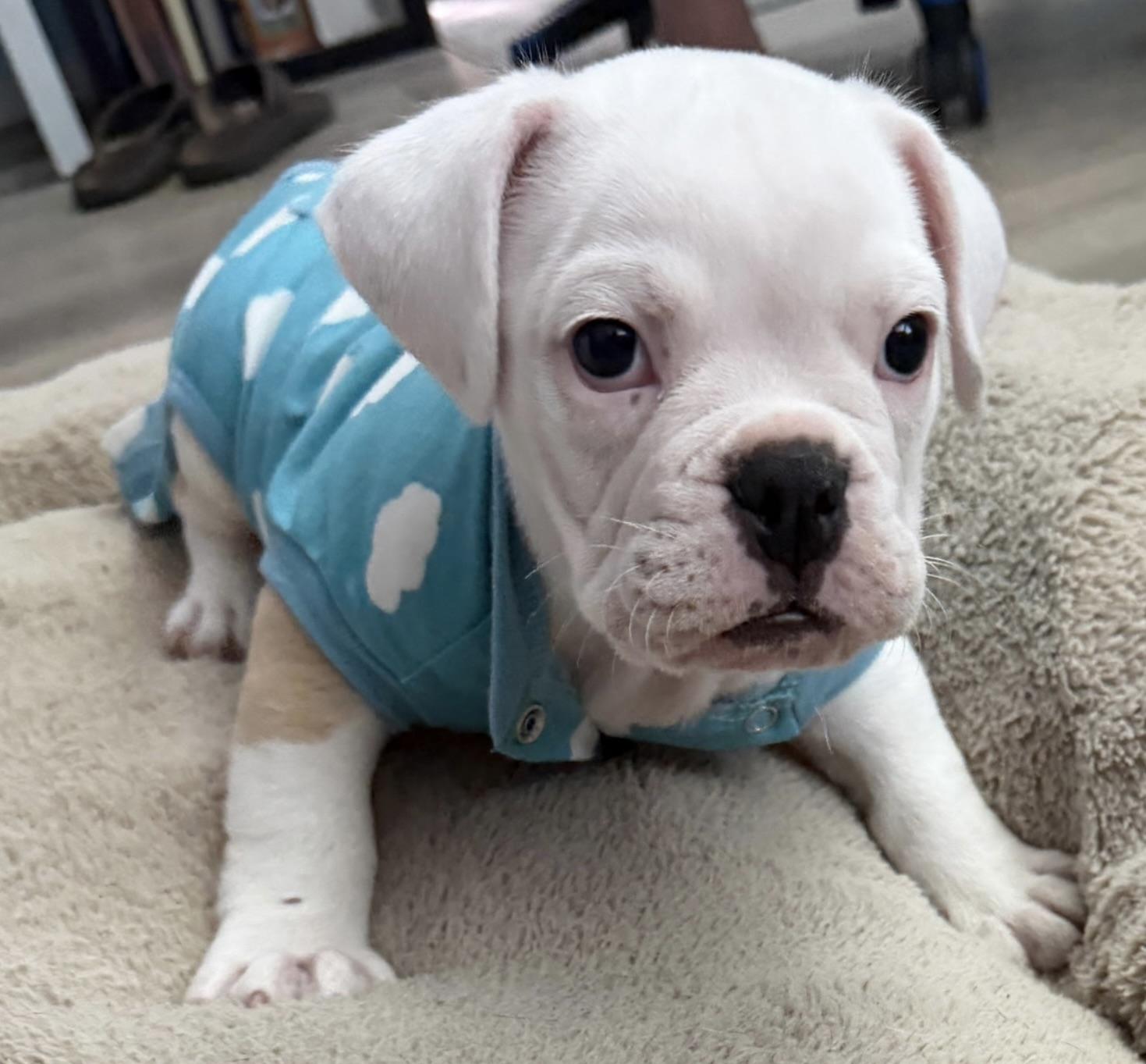 Morgan, adopted, Puppy Male English Bulldog.