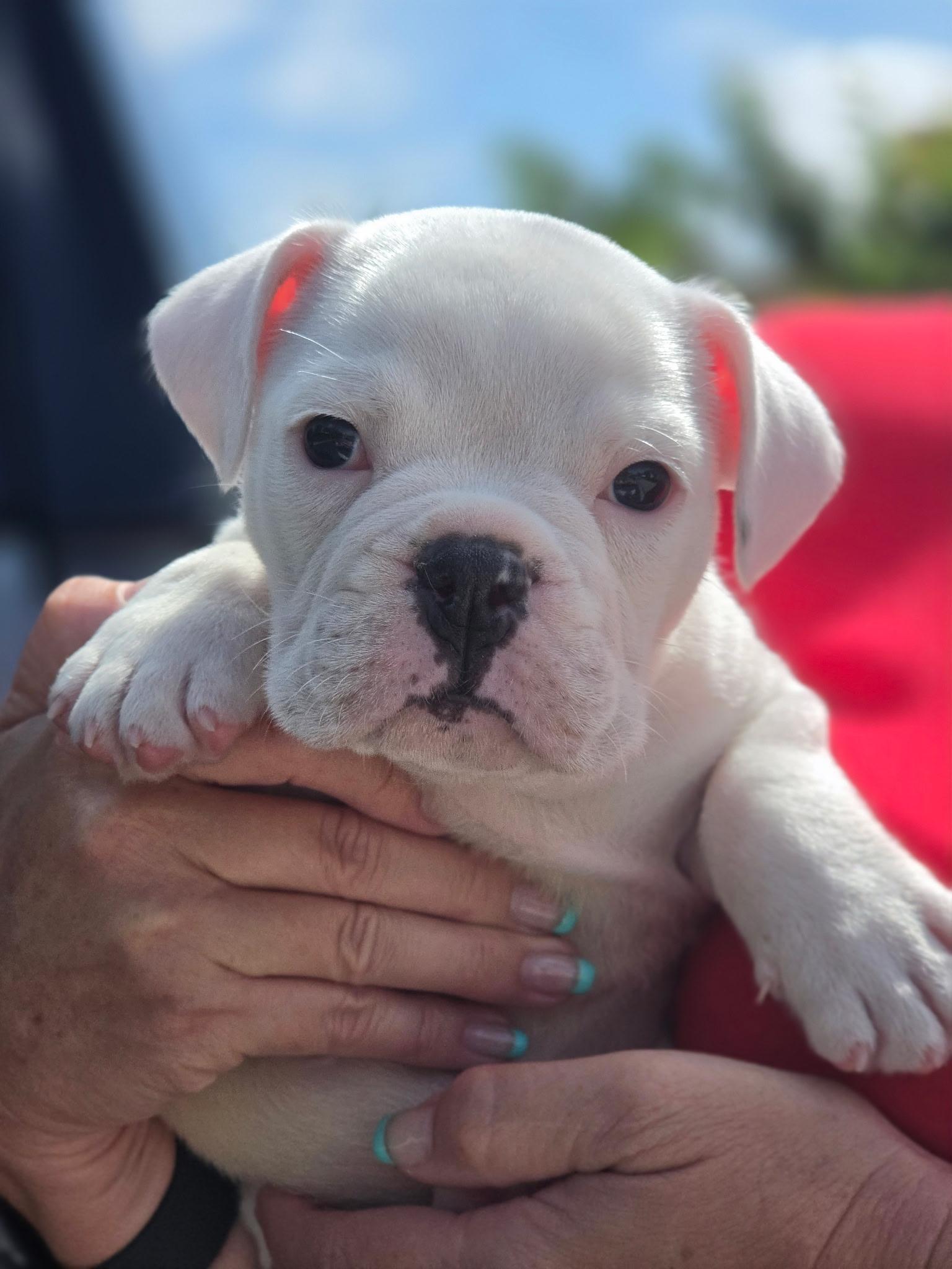 Enlarge Morgan, an adopted English Bulldog in Corona Del Mar, CA image 4/5