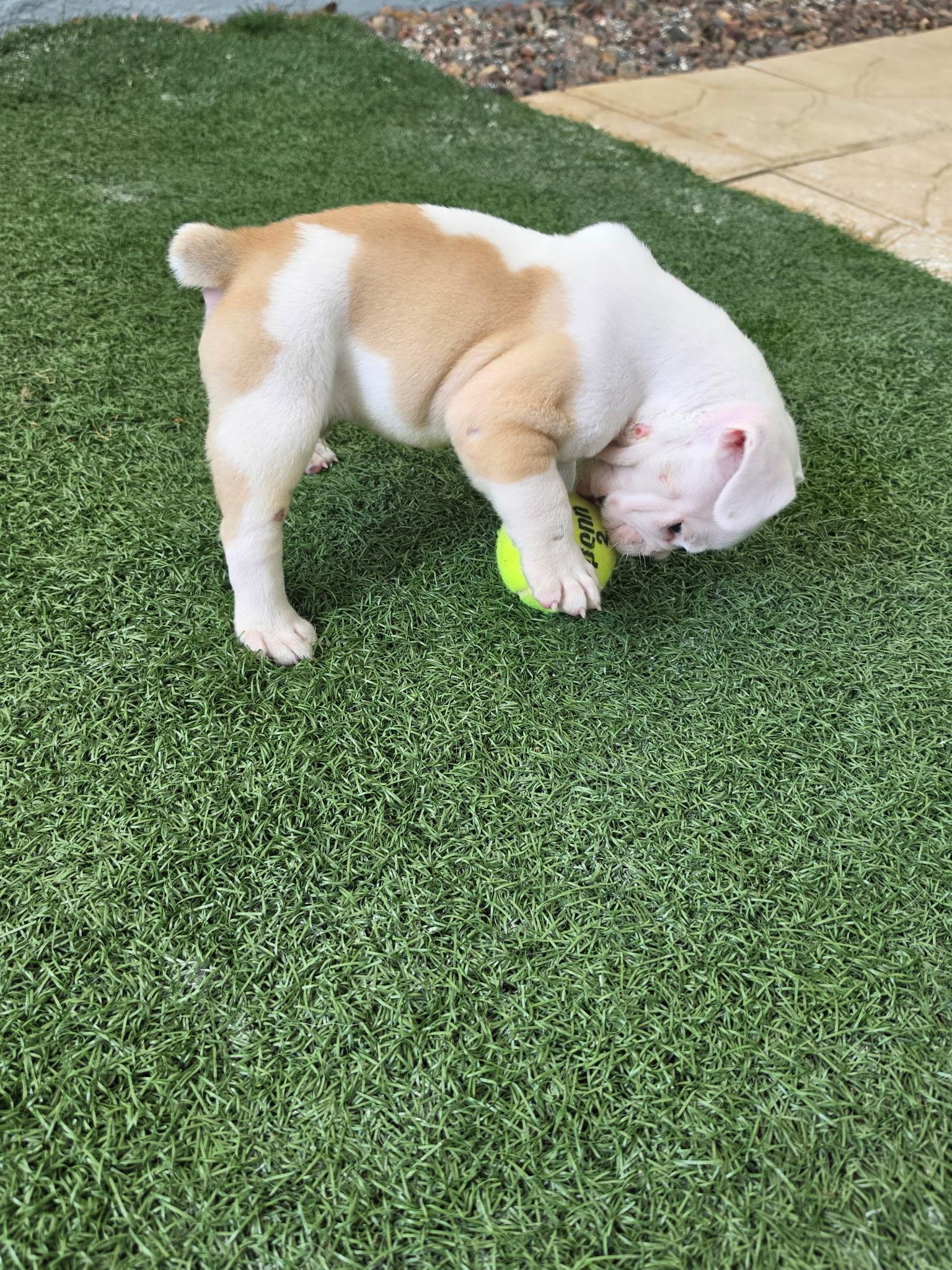 Enlarge Morgan, an adopted English Bulldog in Corona Del Mar, CA image 5/5