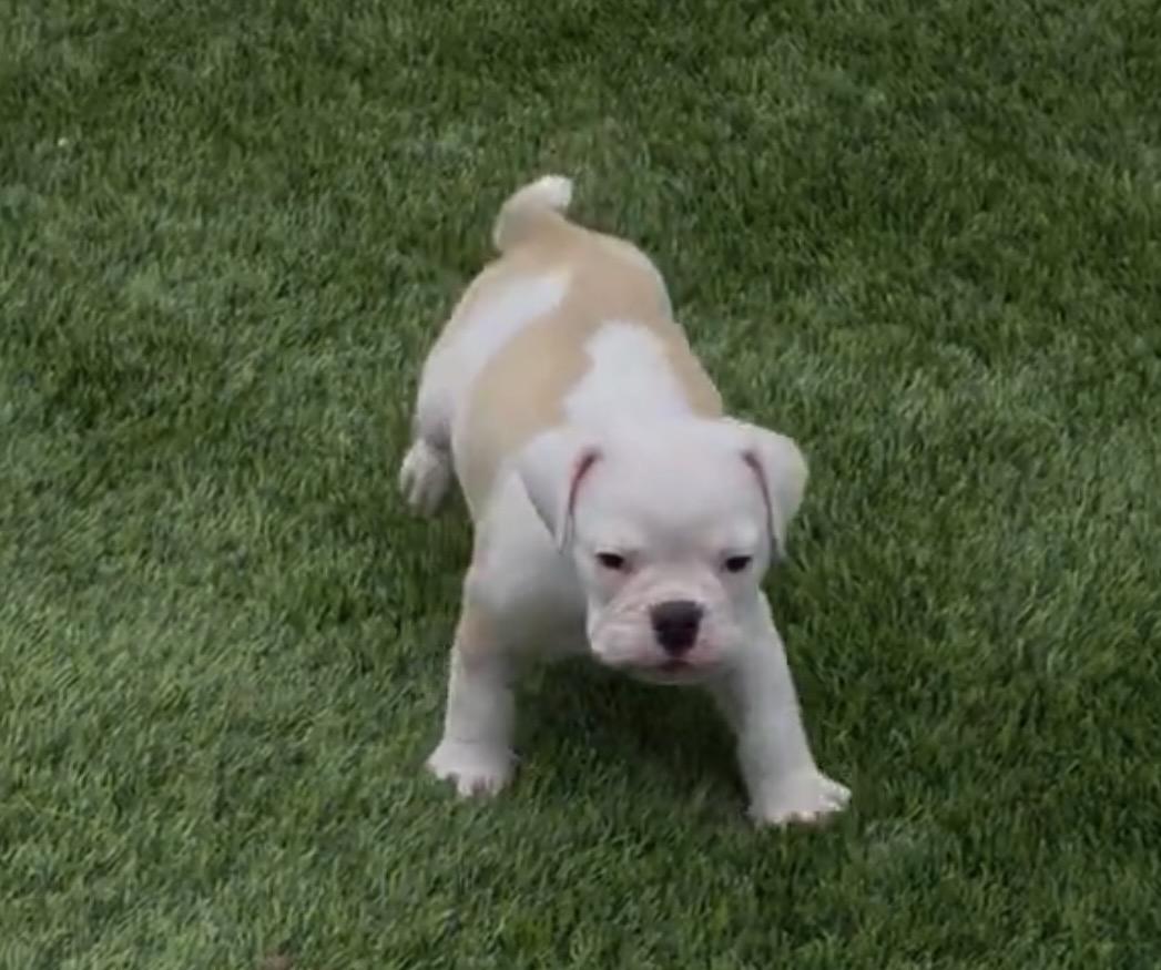 Enlarge Morgan, an adopted English Bulldog in Corona Del Mar, CA image 2/5
