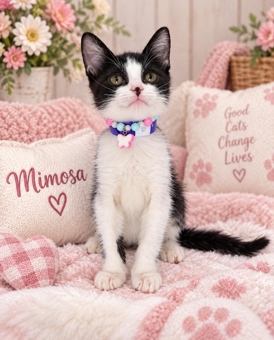 Enlarge Mimosa, a Adopted Tuxedo in Tavares, FL image 2/2
