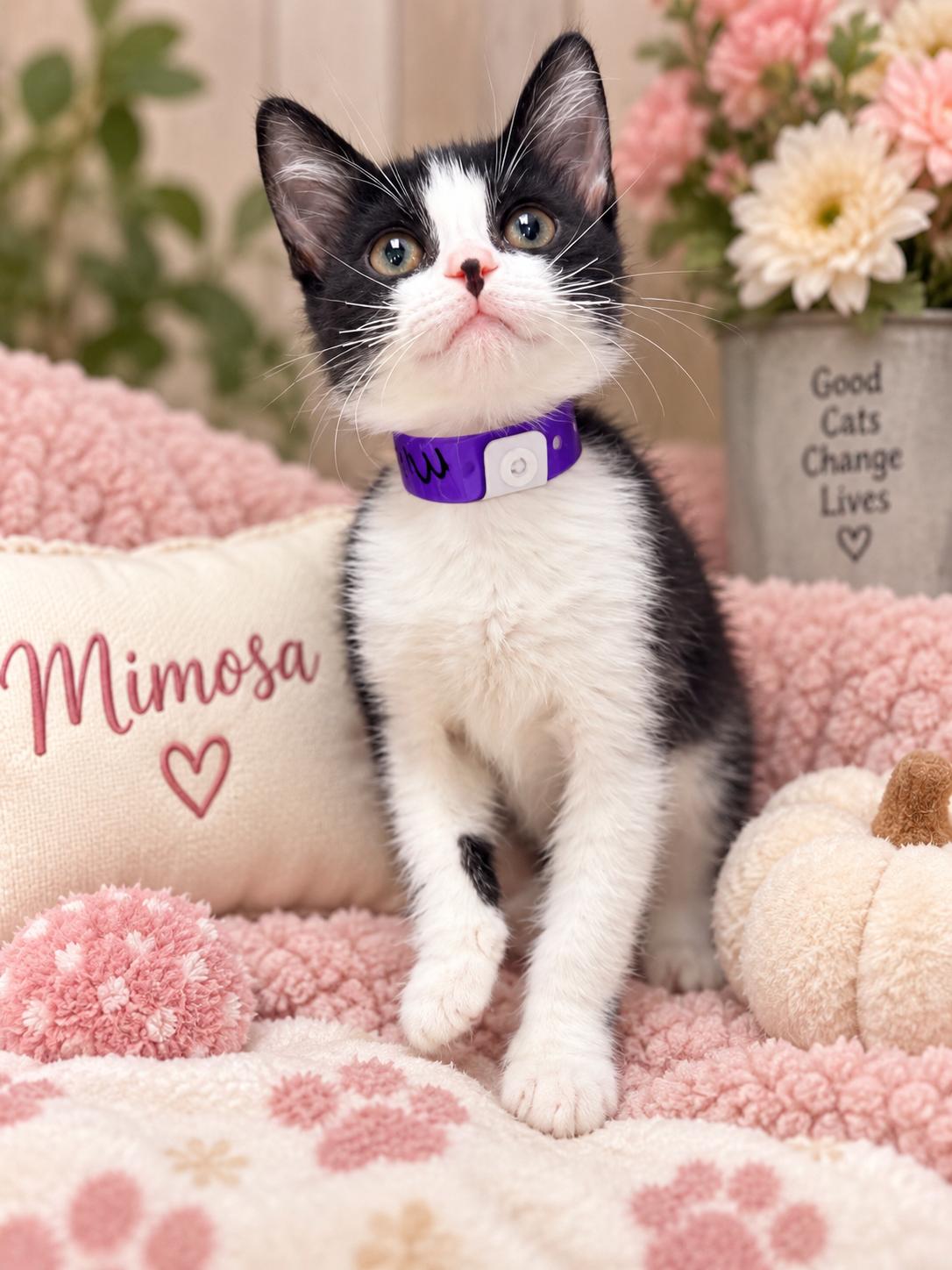 Mimosa, Adopted, Kitten Female Tuxedo.