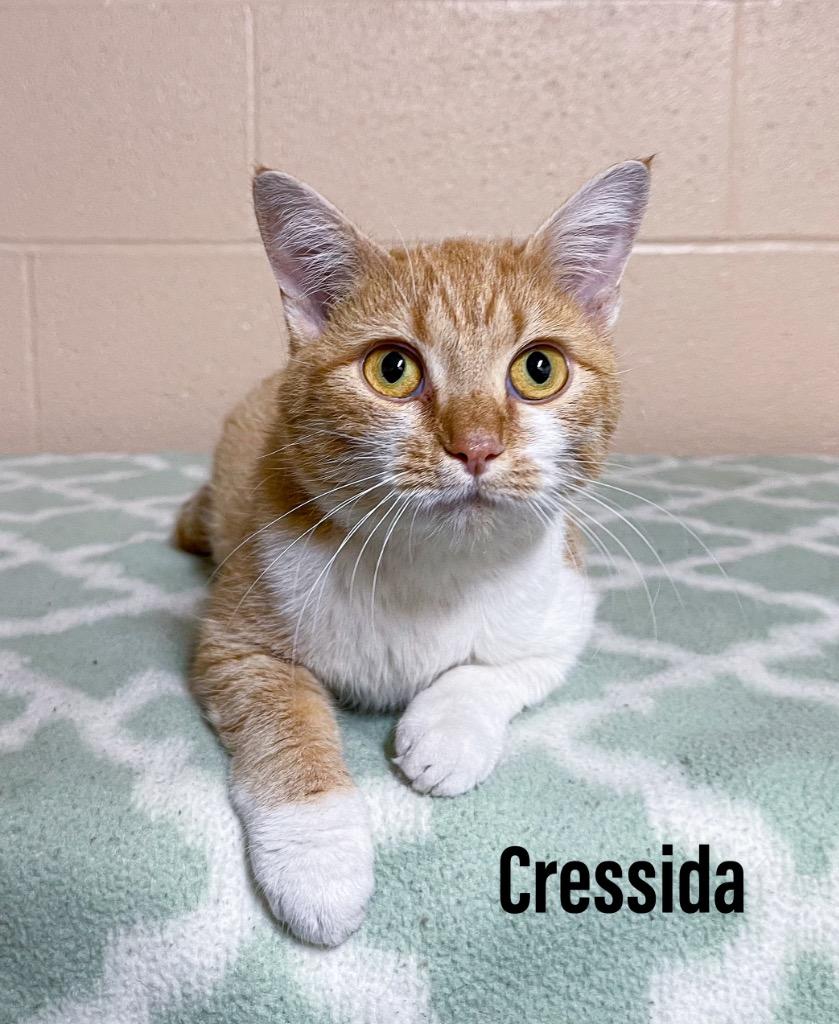 Cressida, Adoptable, Adult Female Domestic Short Hair.