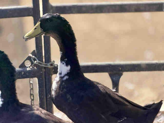QUILL, Adoptable, Adult Male Duck.