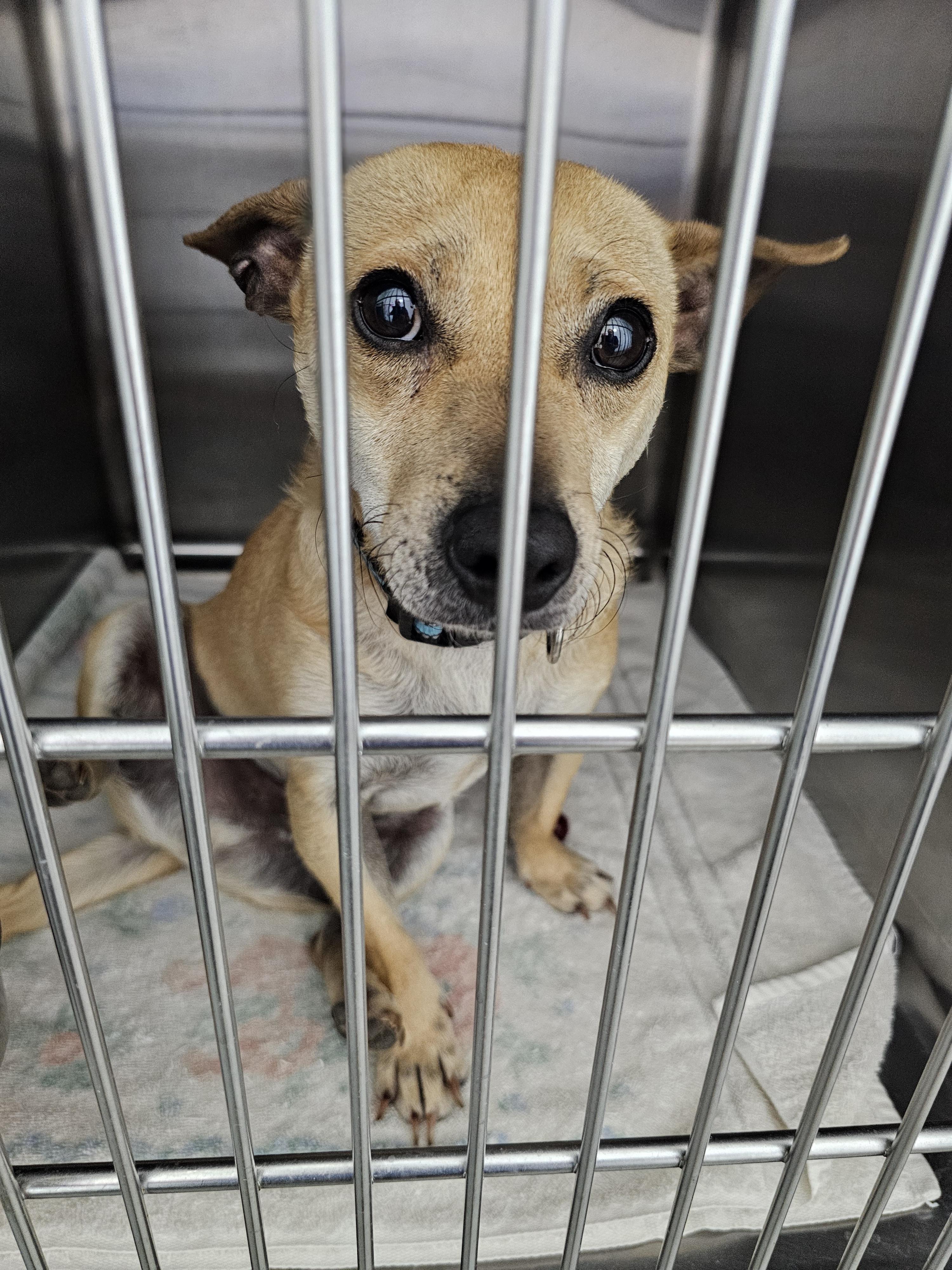Macaroni, an adopted Chihuahua in Minooka, IL image 2/2
