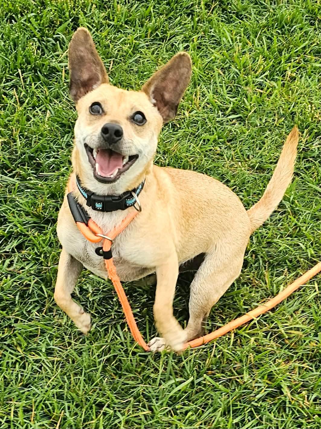 Macaroni, an adopted Chihuahua in Minooka, IL image 1/2