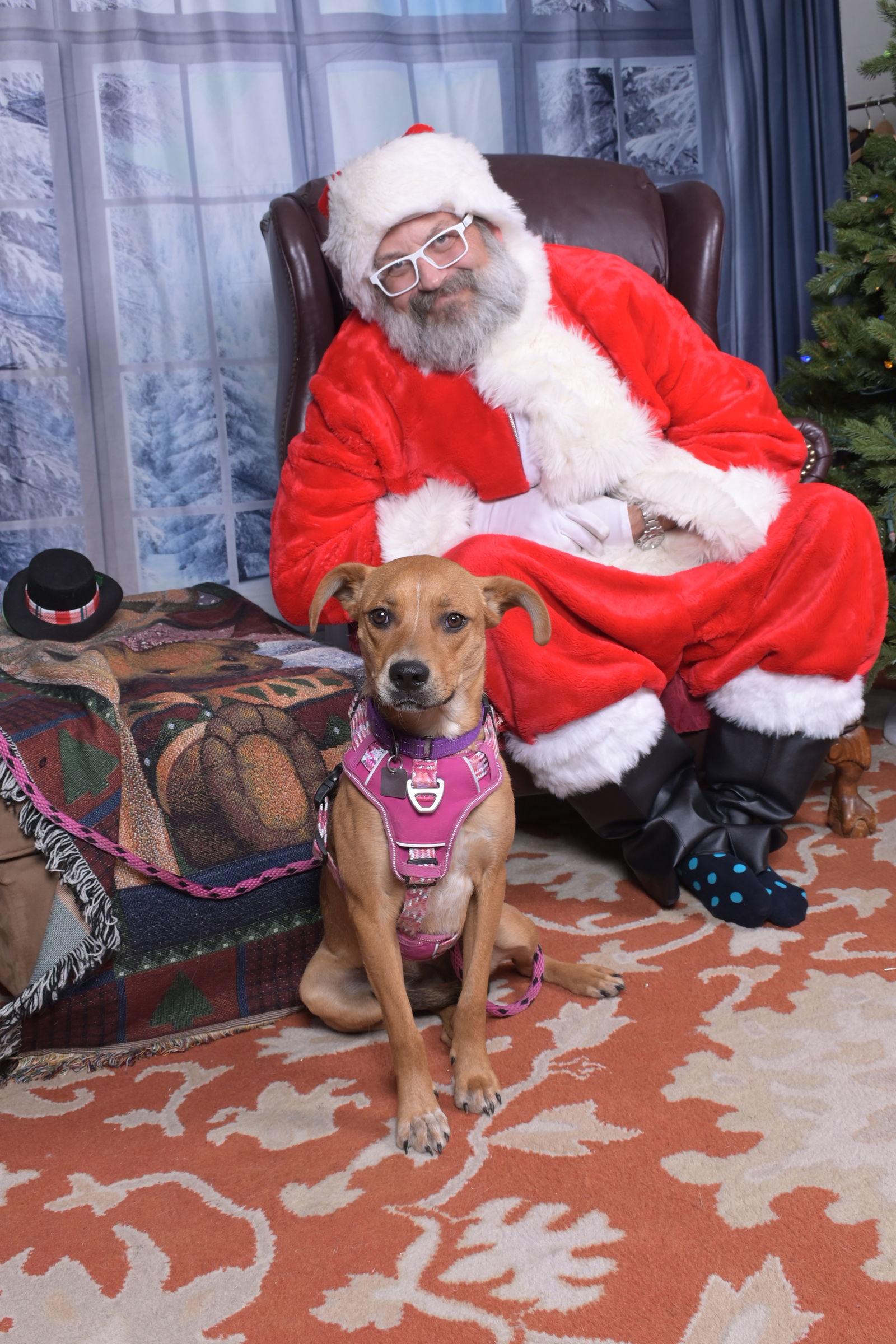 Dreamy, Adoptable, Young Female Black Mouth Cur & Labrador Retriever.